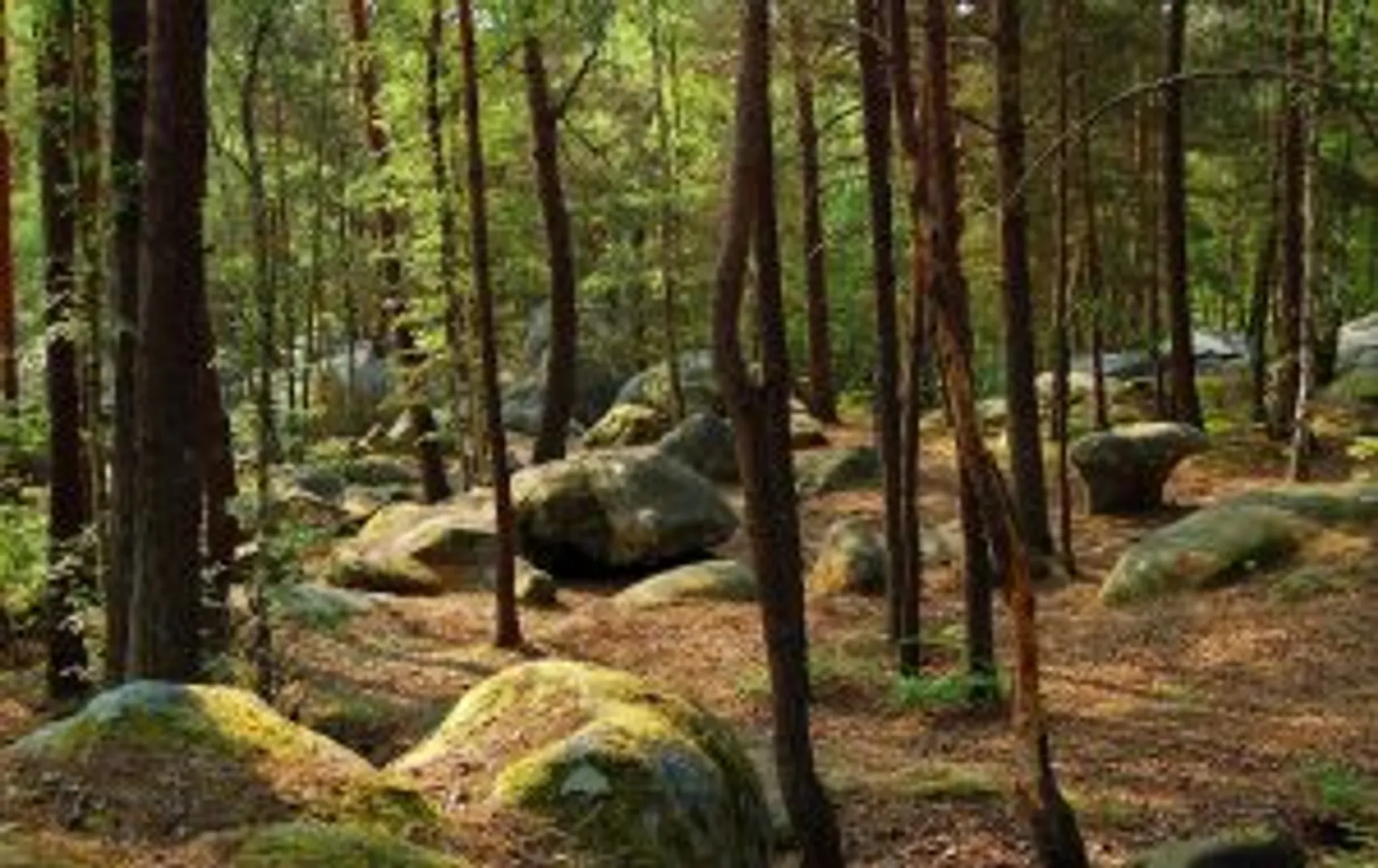 Jumping Forest, parc de loisirs et accrobranche