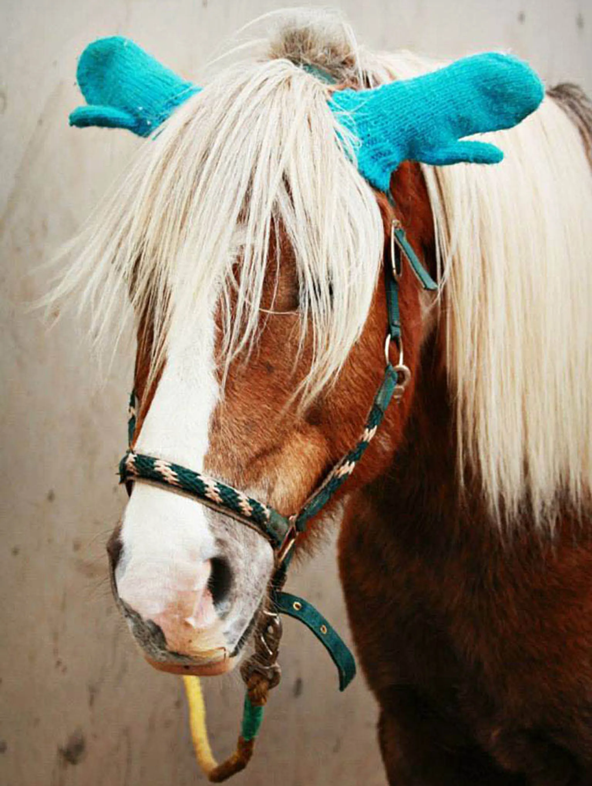 Summer Horseback Riding Camps