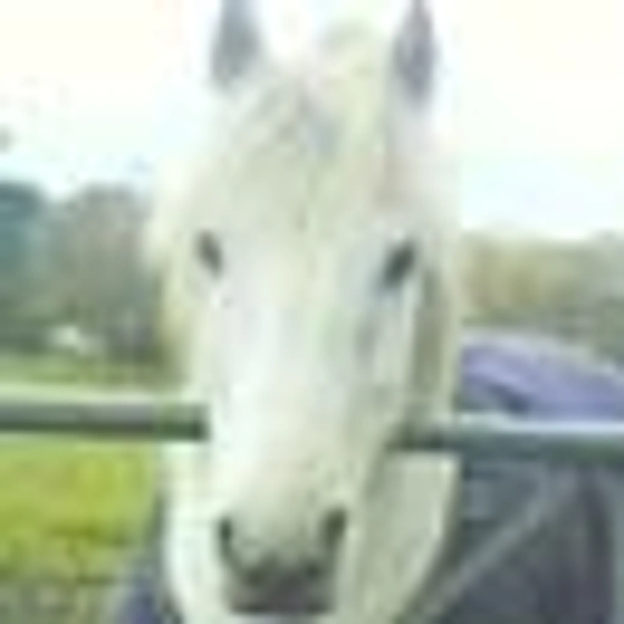 Chapelton Equestrian Centre