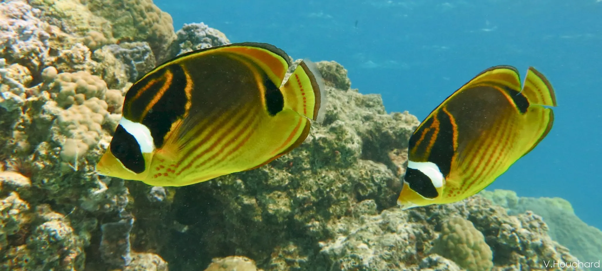 Cours de plongée sous-marine amateur