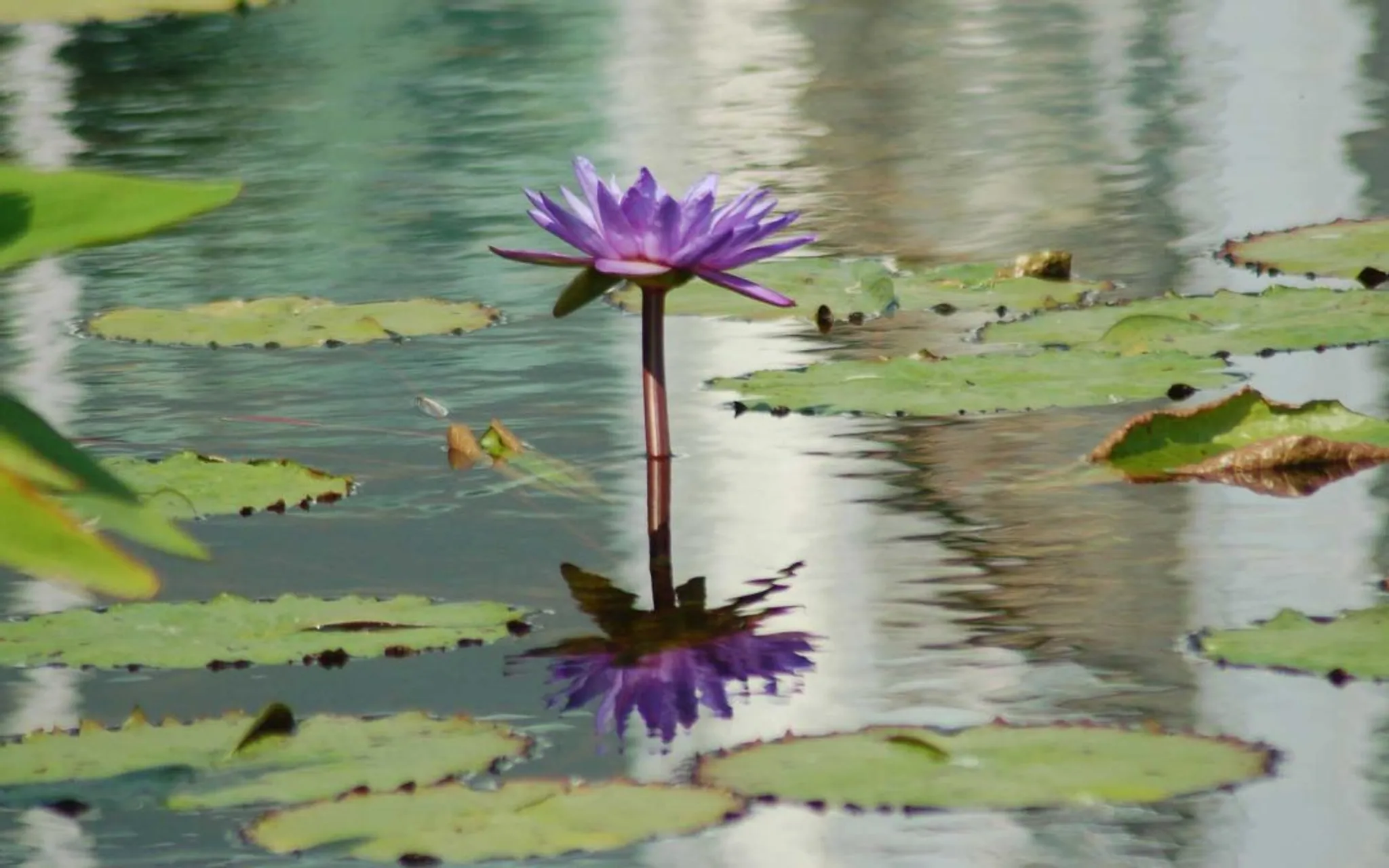 Group Yoga Therapy Classes