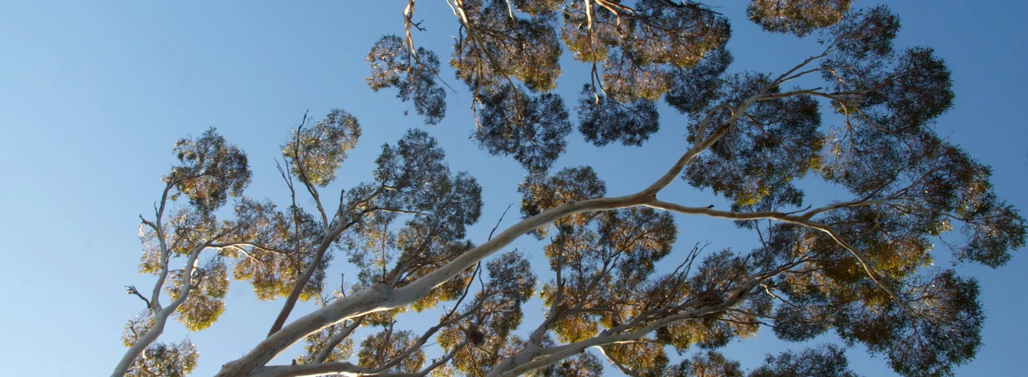 Tournoi de Tennis Amateur