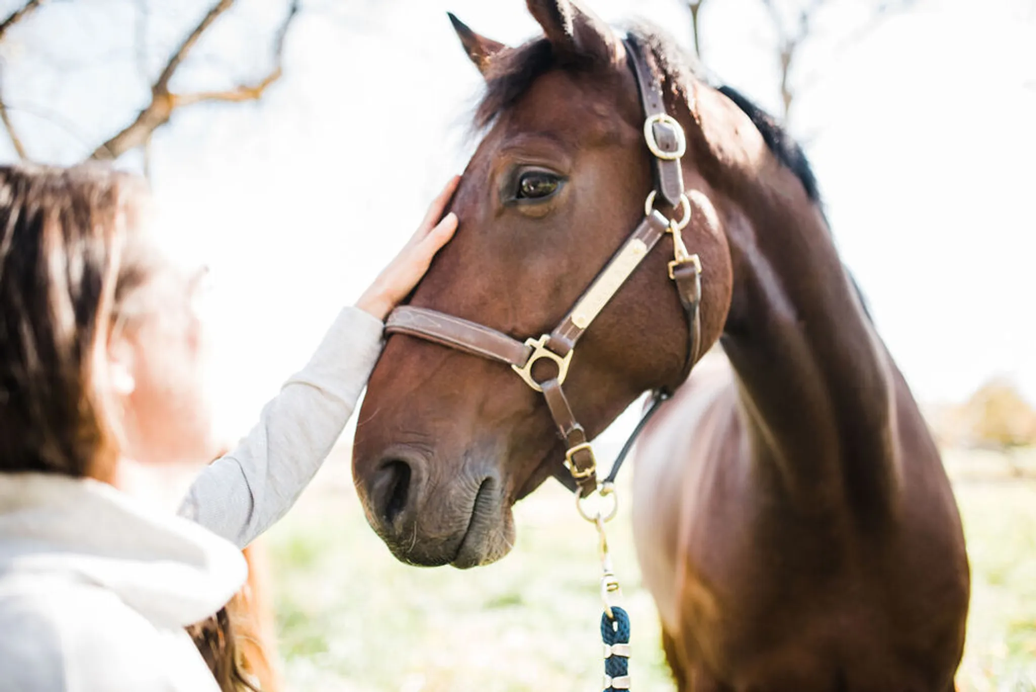 Spring Valley Stable