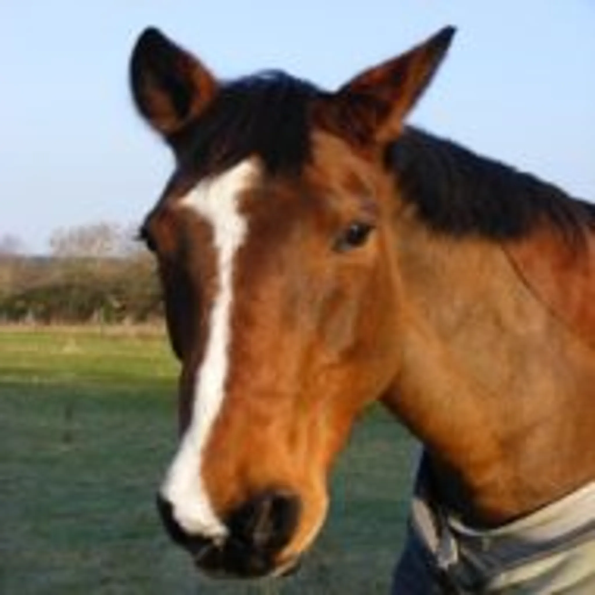 The Lakes Farm Equestrian