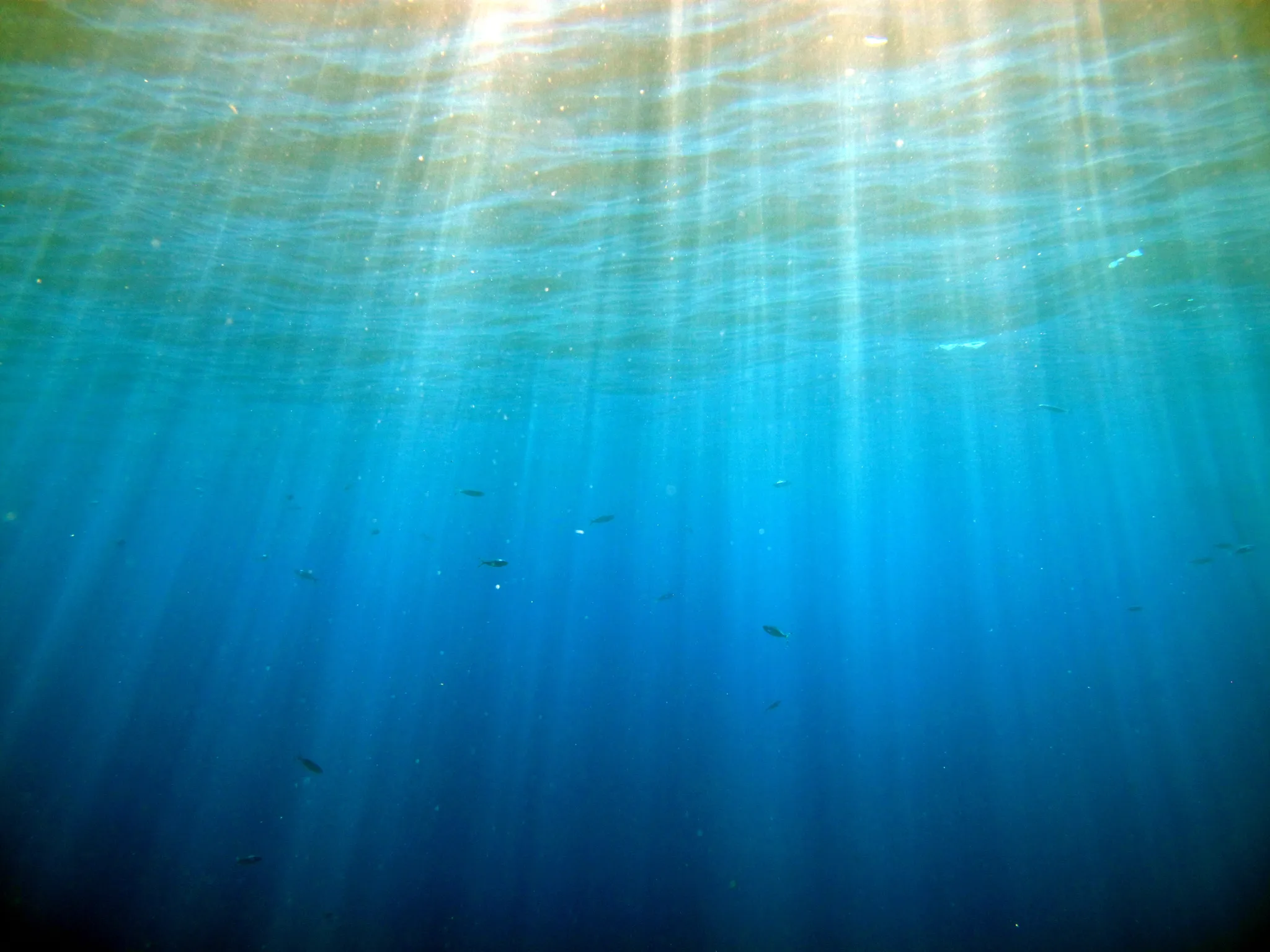 Stage Jeunes Plongeurs Bio Enfants 2024