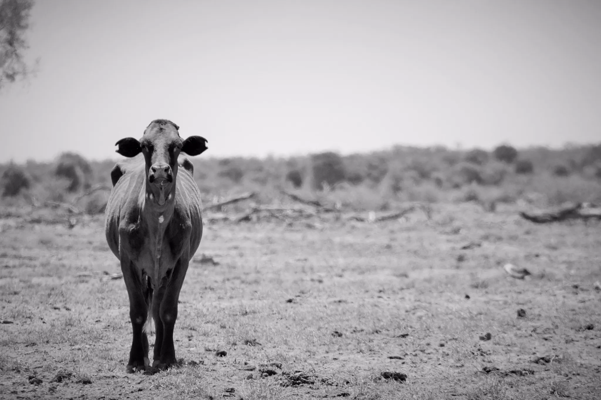 Jericho Swimming Pool