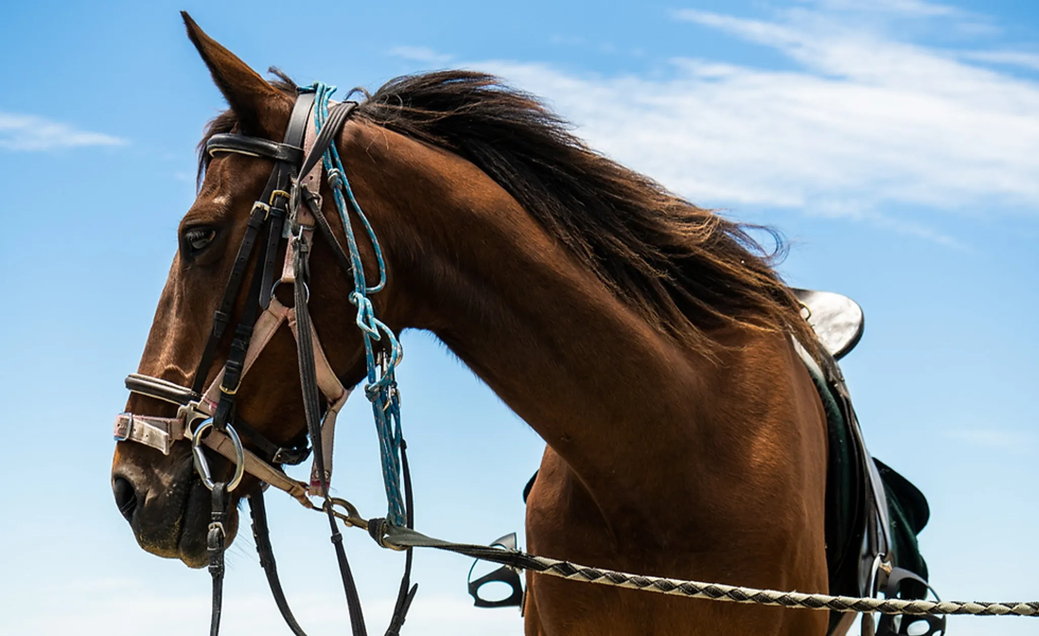 Huntaway Farms Horse Trekking