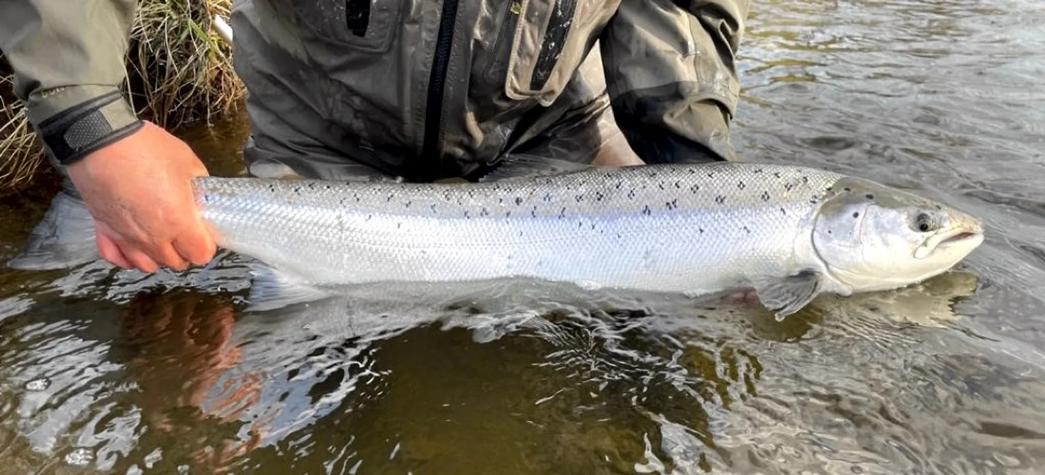 Salmon Fishing in Cumbria, Lancashire & Yorkshire