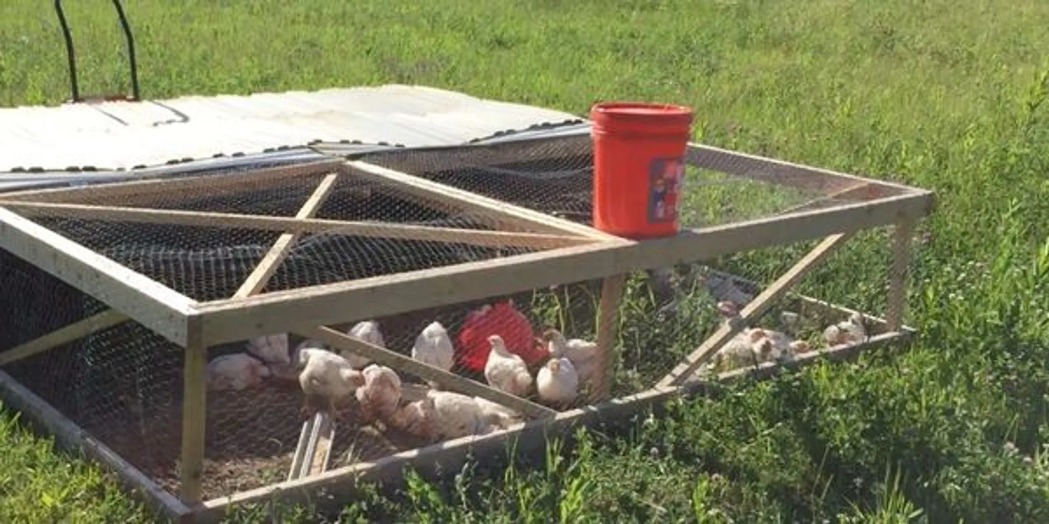 Old McDonald's Family Farm