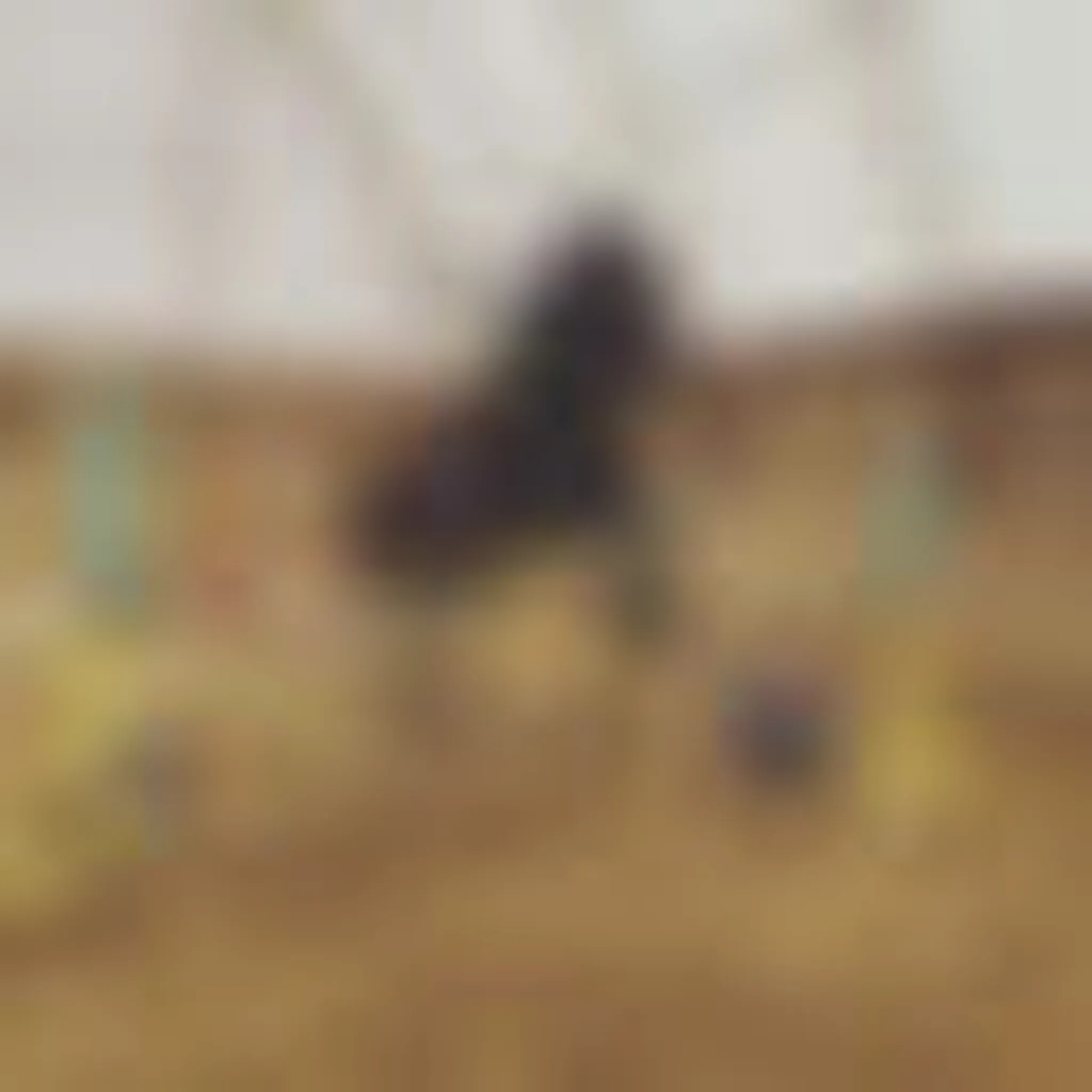 Allbright Equestrian Centre