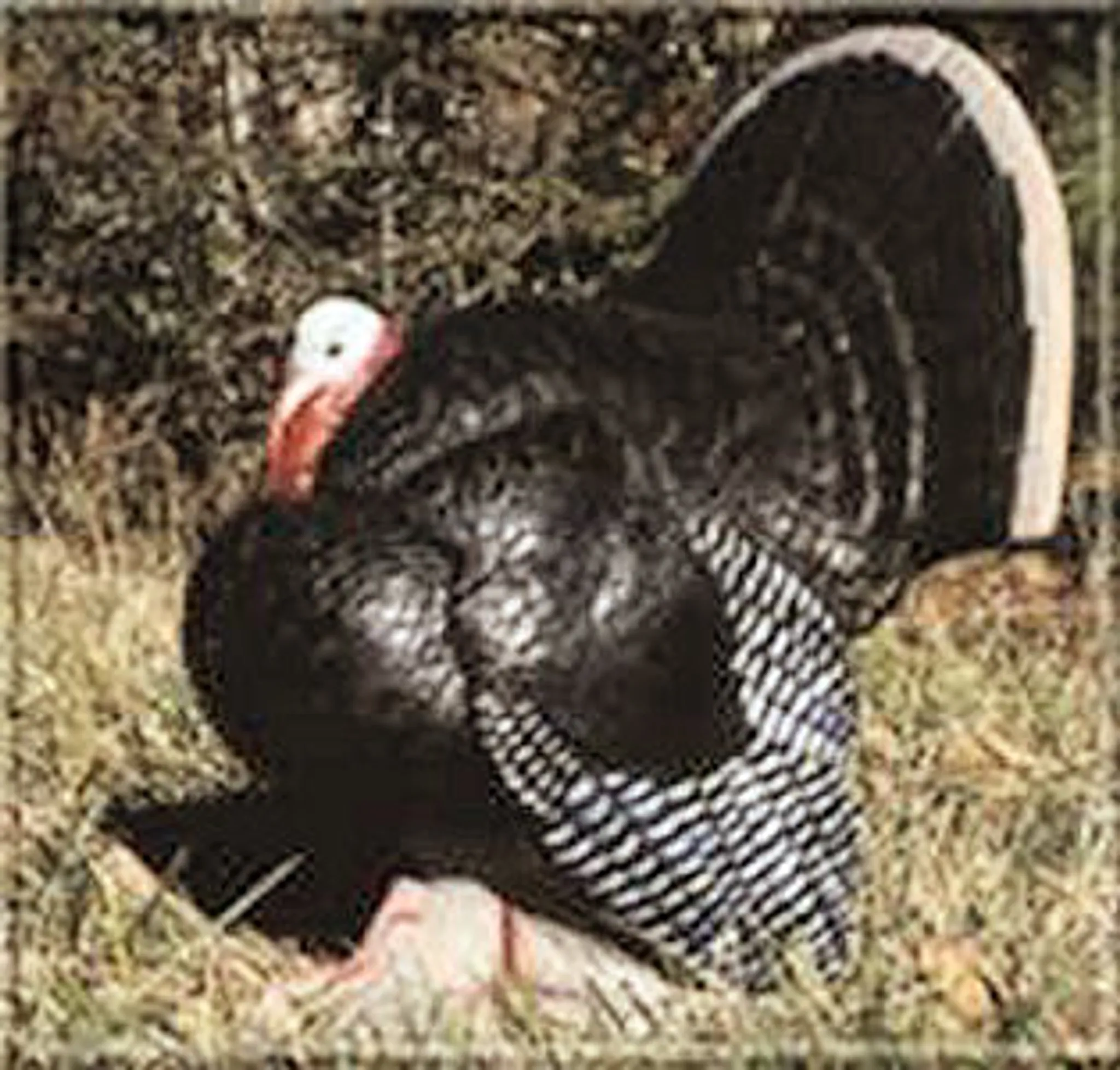 Caboolture & District Bowmen