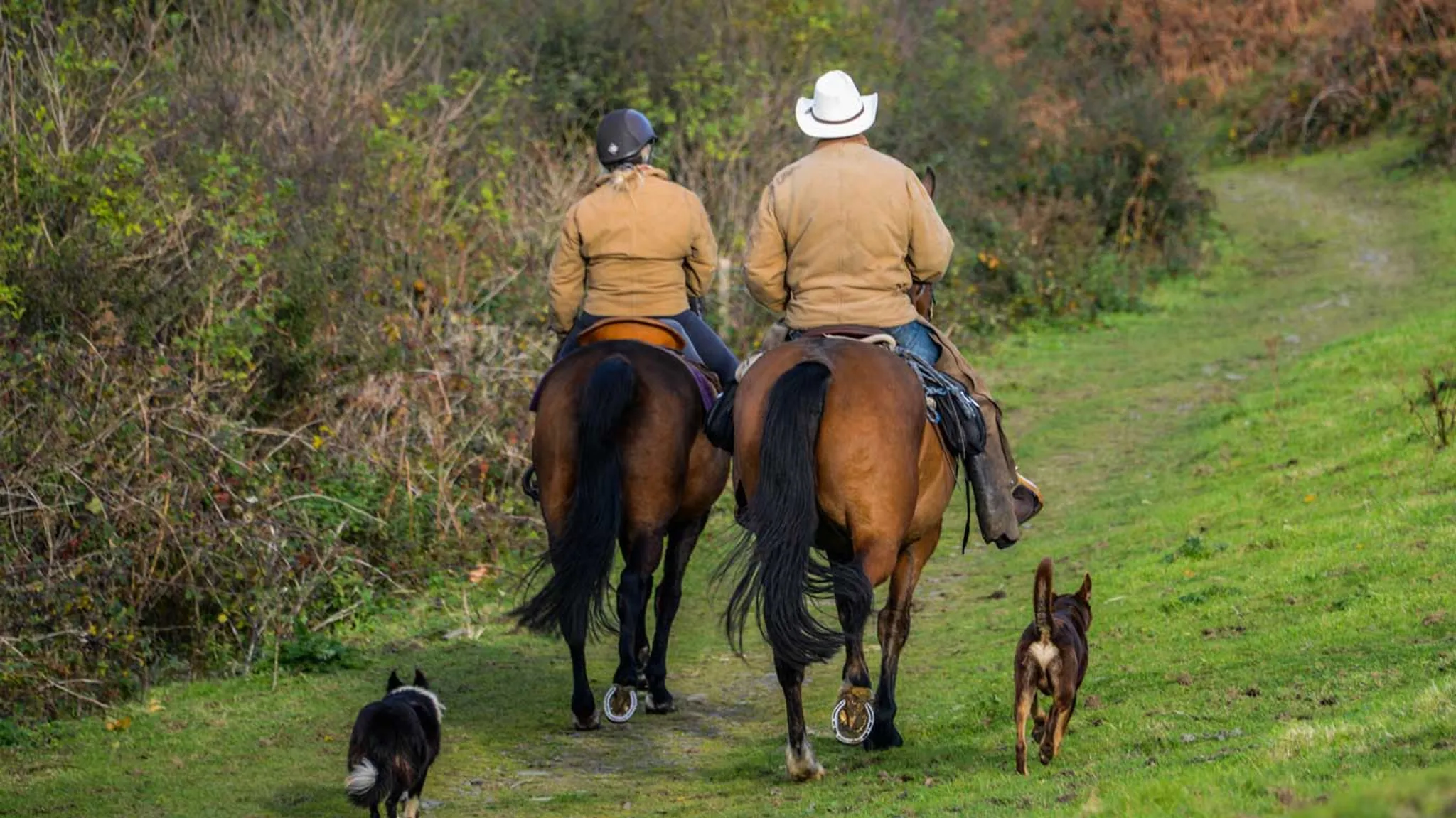 Dartmoor Trails Horseback Riding Experience