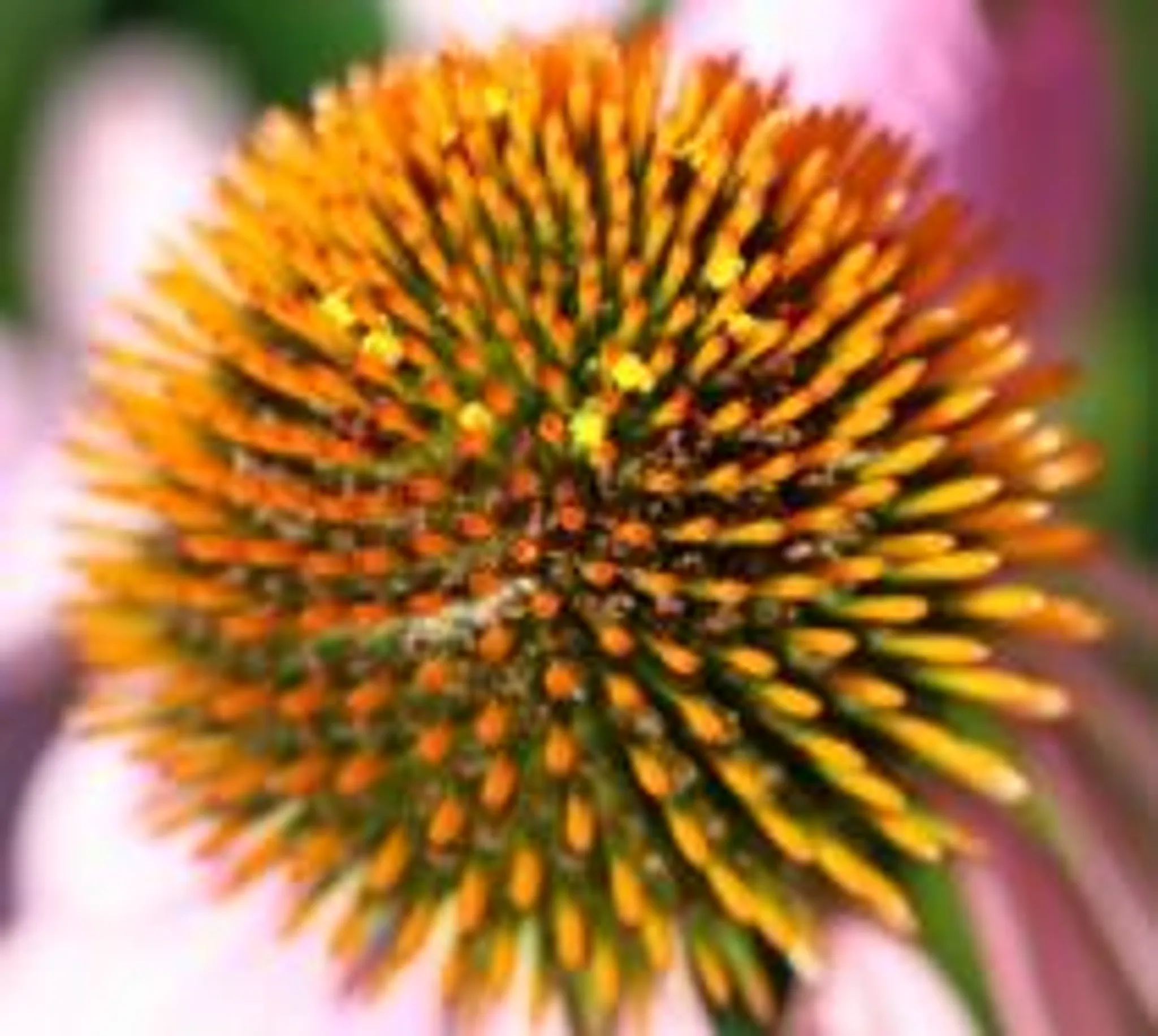 Trillium Healing Arts Centre