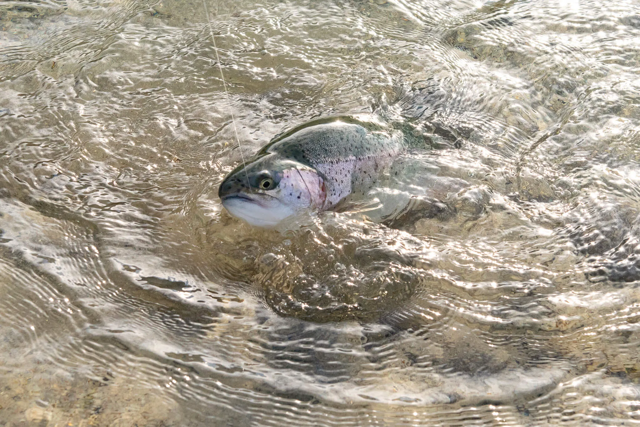 Concours en Américaine à l’étang de Montsalut à Cestas