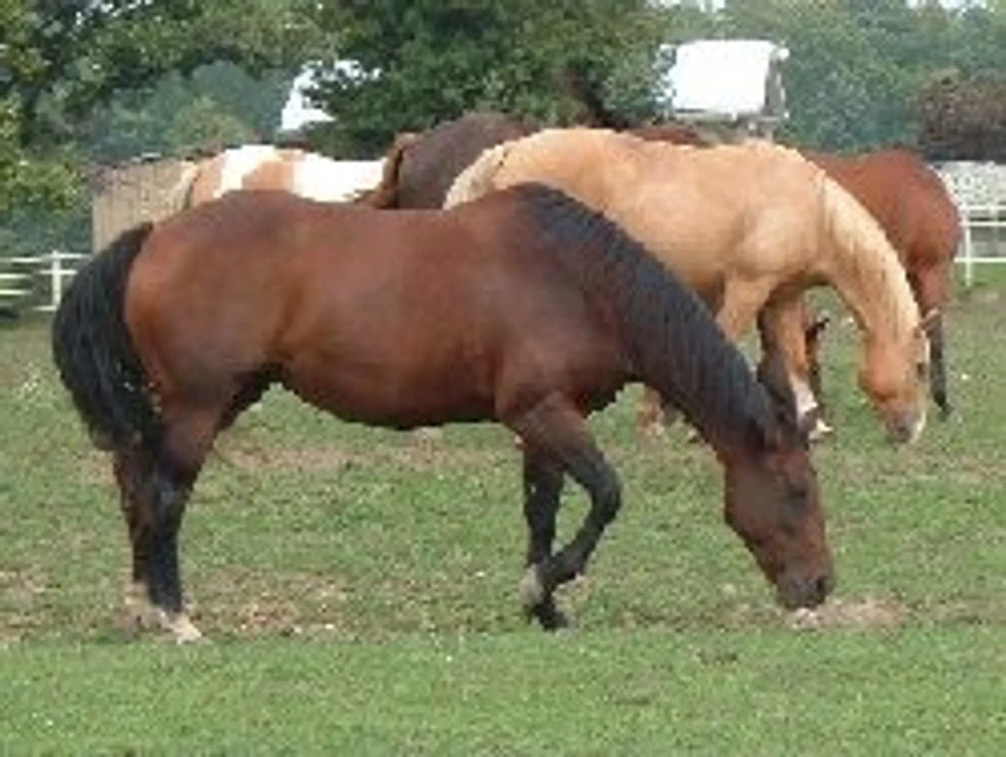 Fox Lair Stables Summer Camp