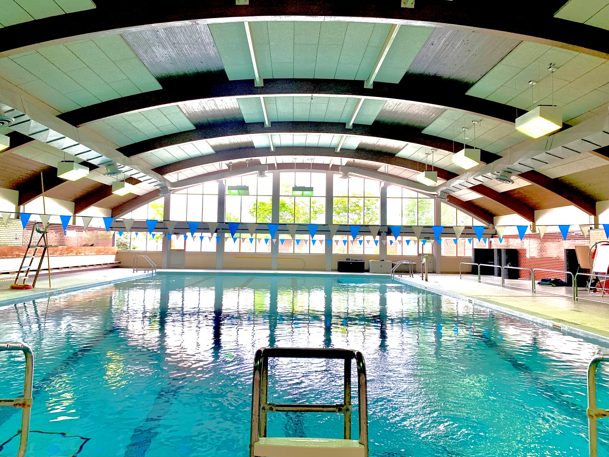 Seal Swimming Scarborough