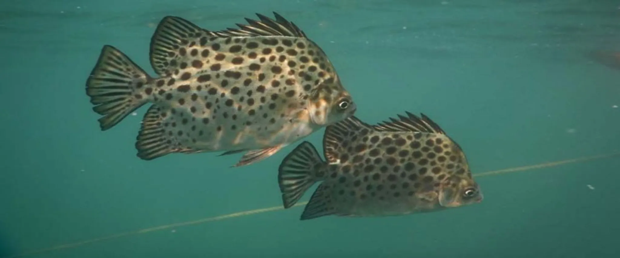 Rakshak Water Sports