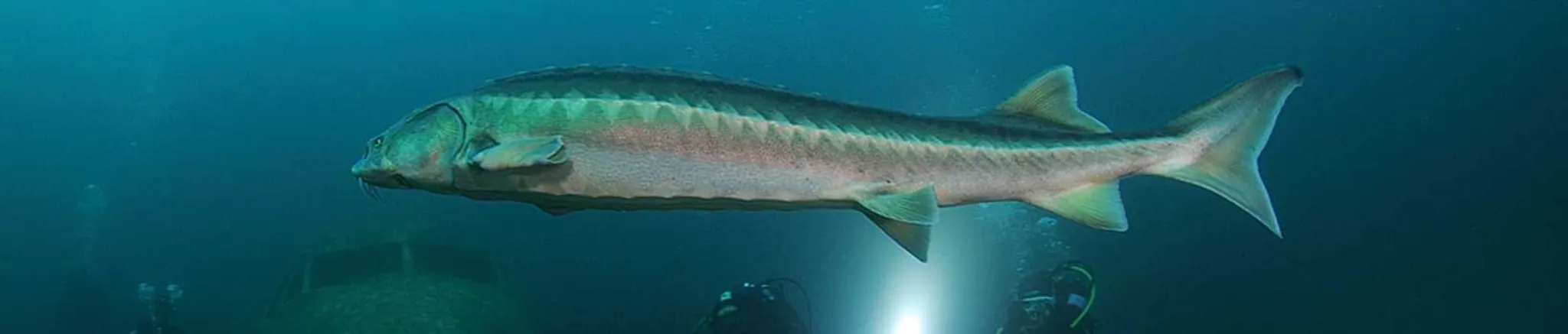 Diving at Capernwray