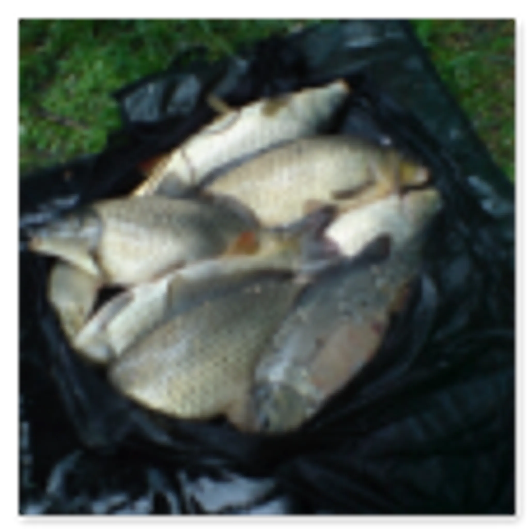 Virginia Lake Caravan Park