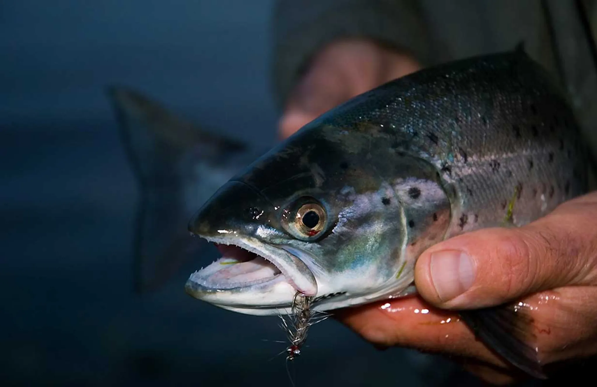 Sea Trout (Sewin) & Brown Trout fishing on the River Teifi