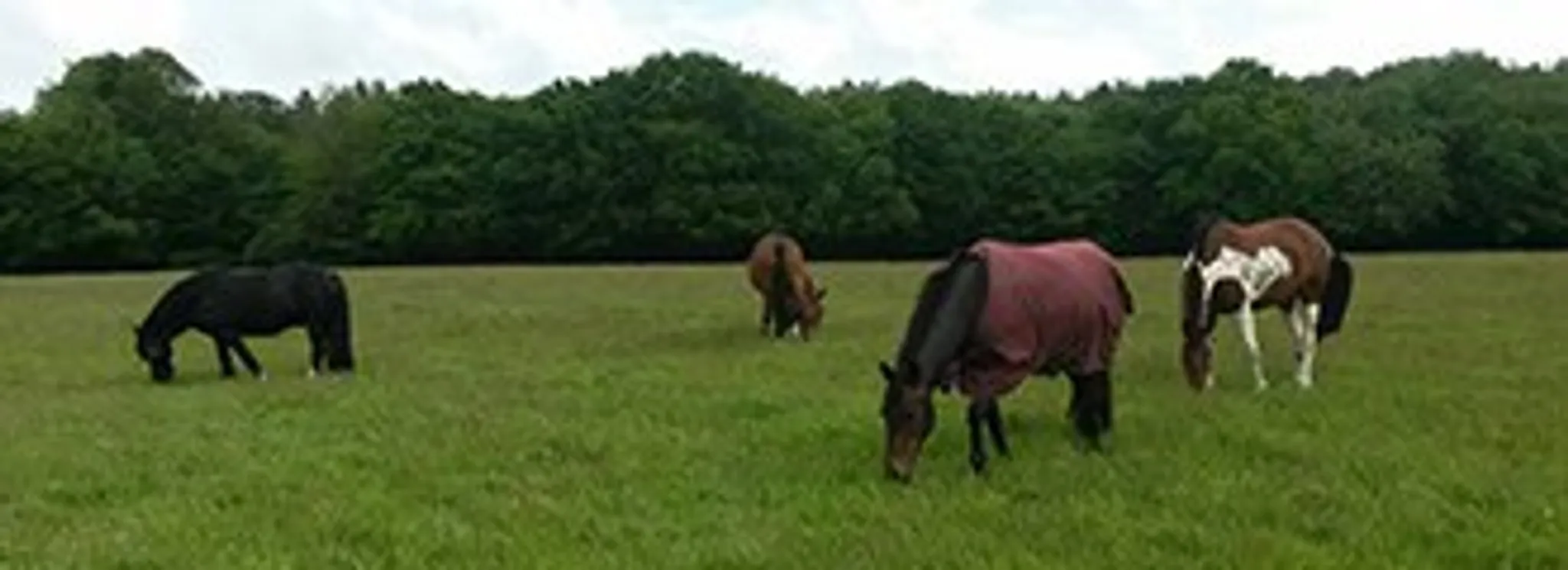 Maple Farm Liveries and Stables