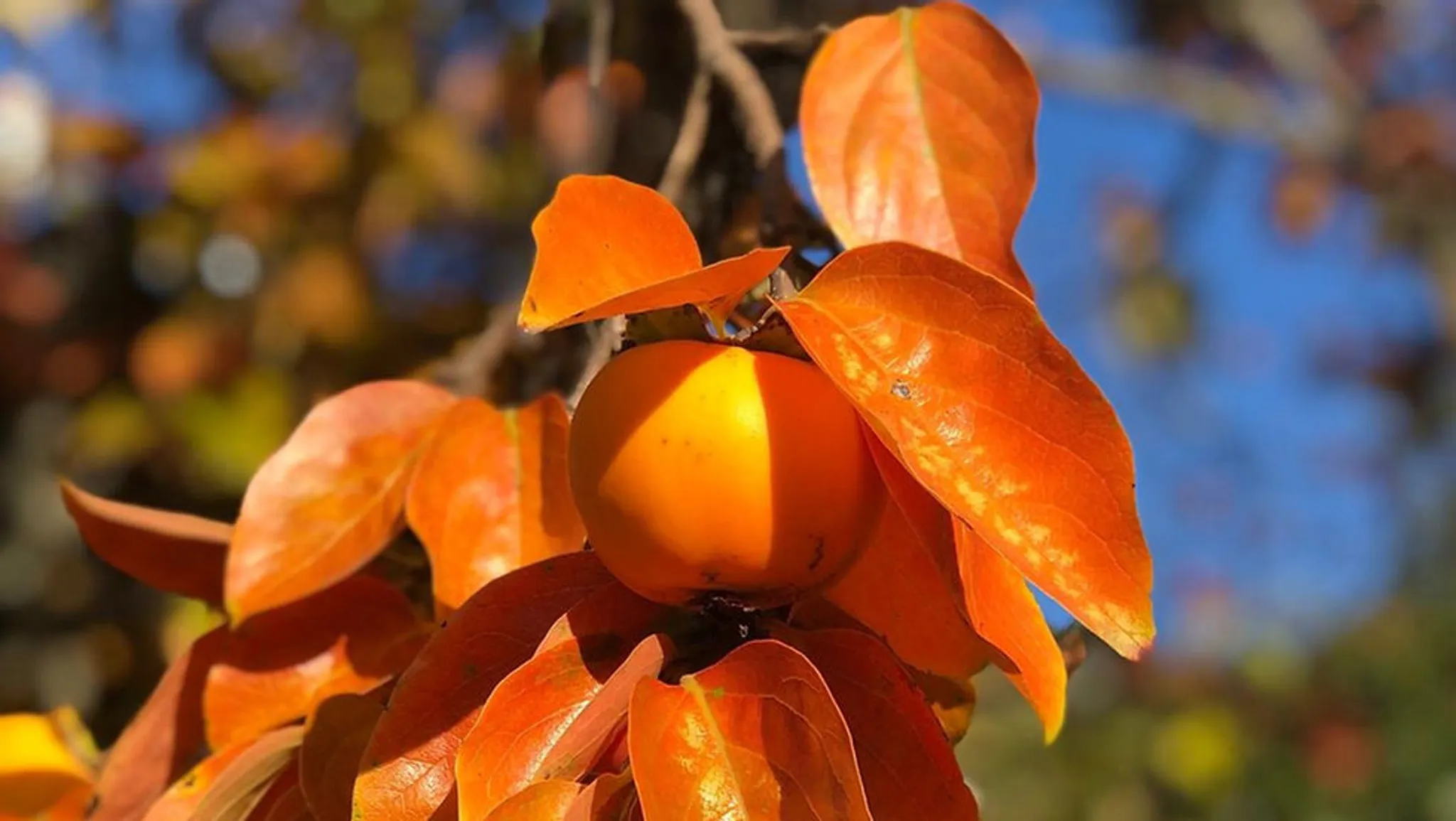 Restore Balance Retreat and Yoga