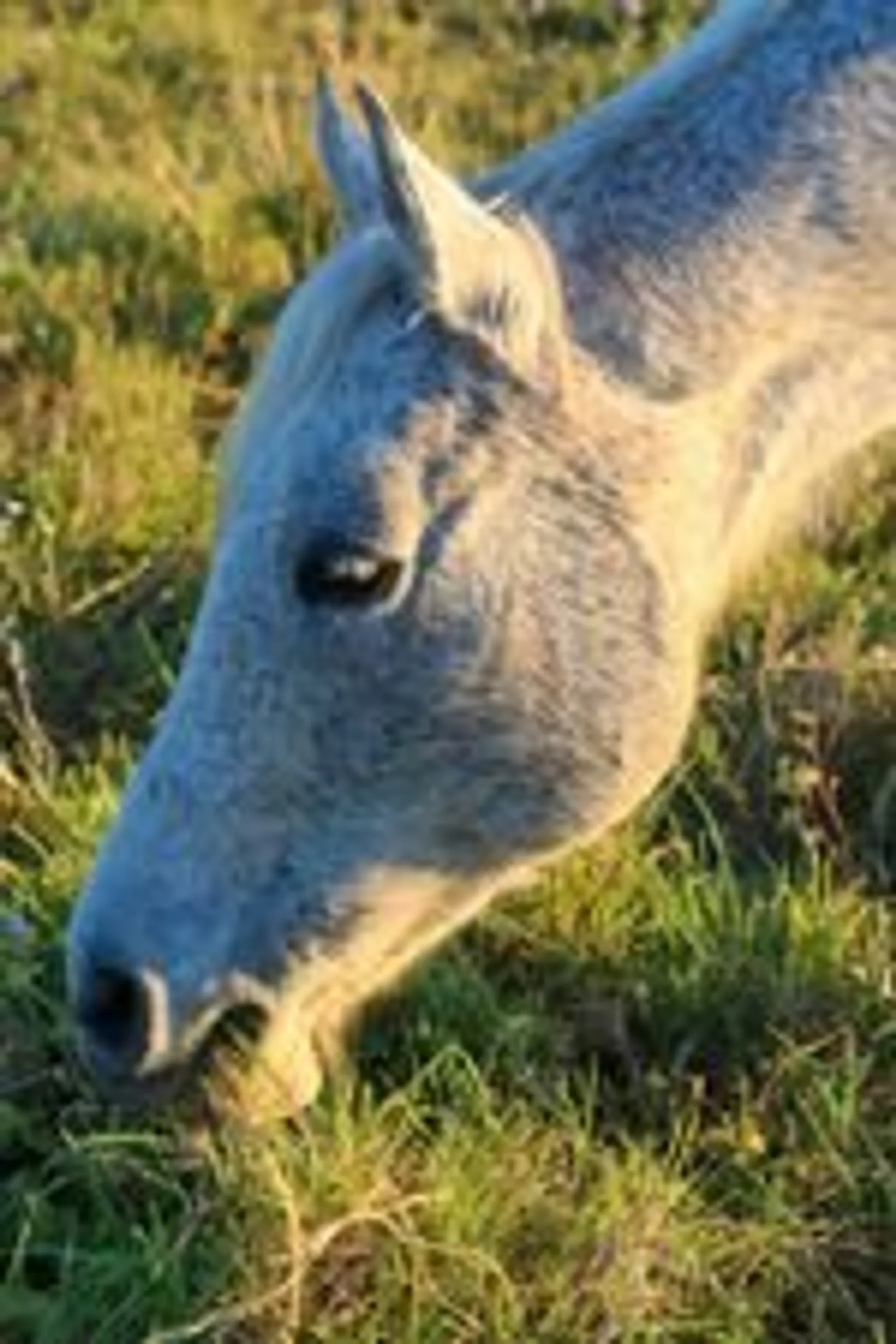 Three Rivers Horse Riding