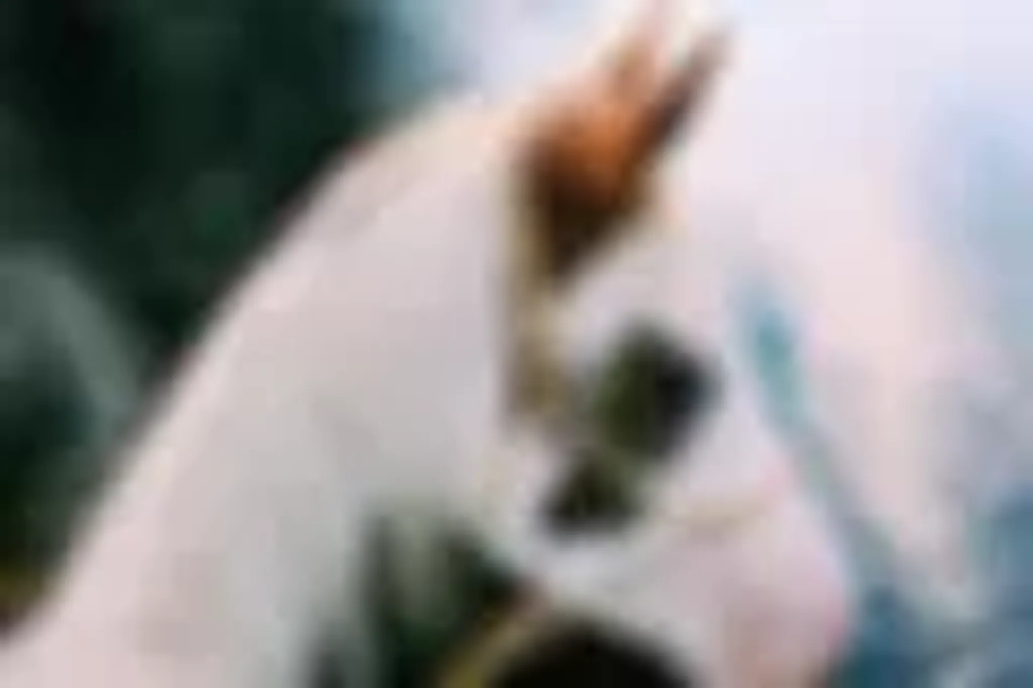 Kangaroo Valley Horses