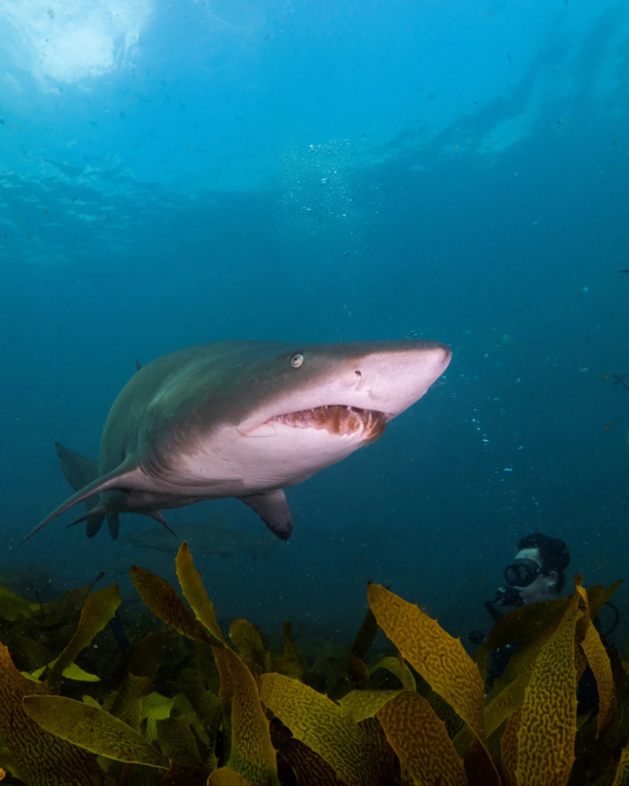Dive with Grey Nurse Sharks in Forster & Seal Rocks