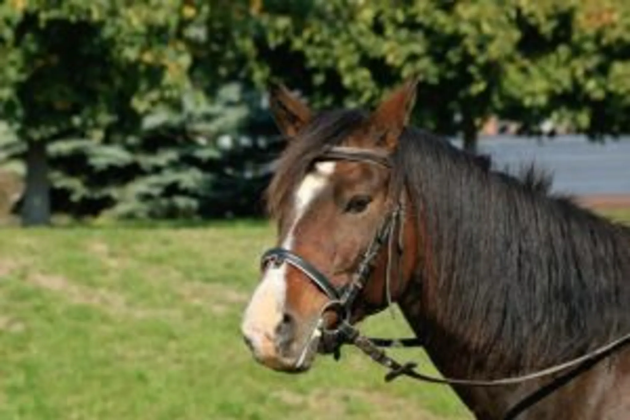 Pôle Jumping Le Touquet Paris-Plage