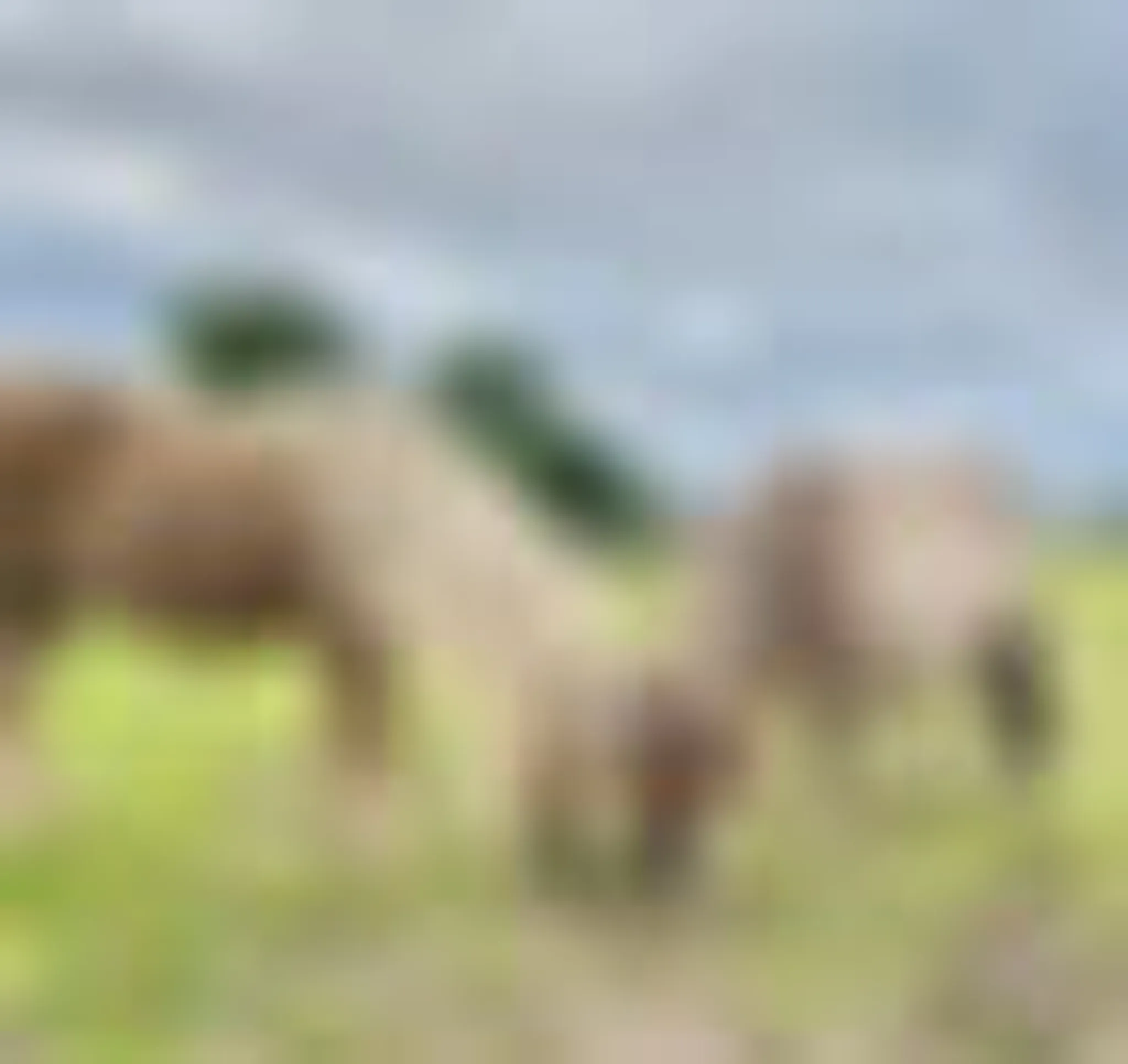 Mobberley Miniatures