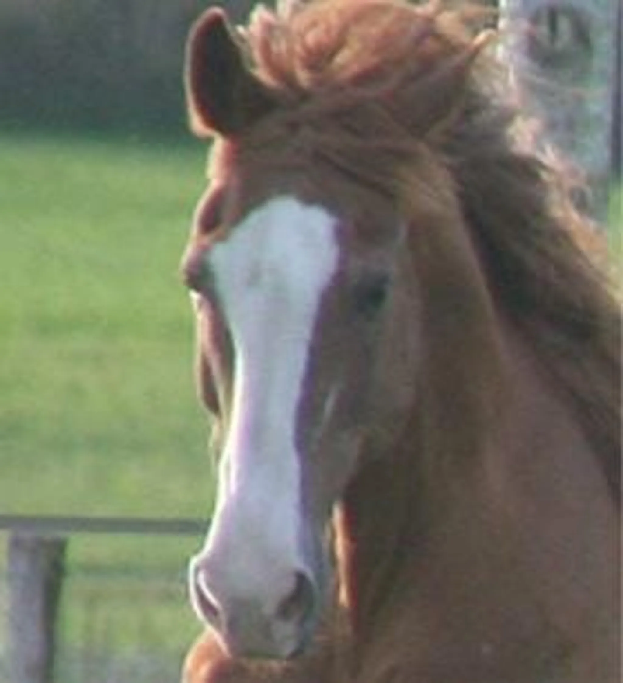 Les Écuries De L'ardrère - Corlay