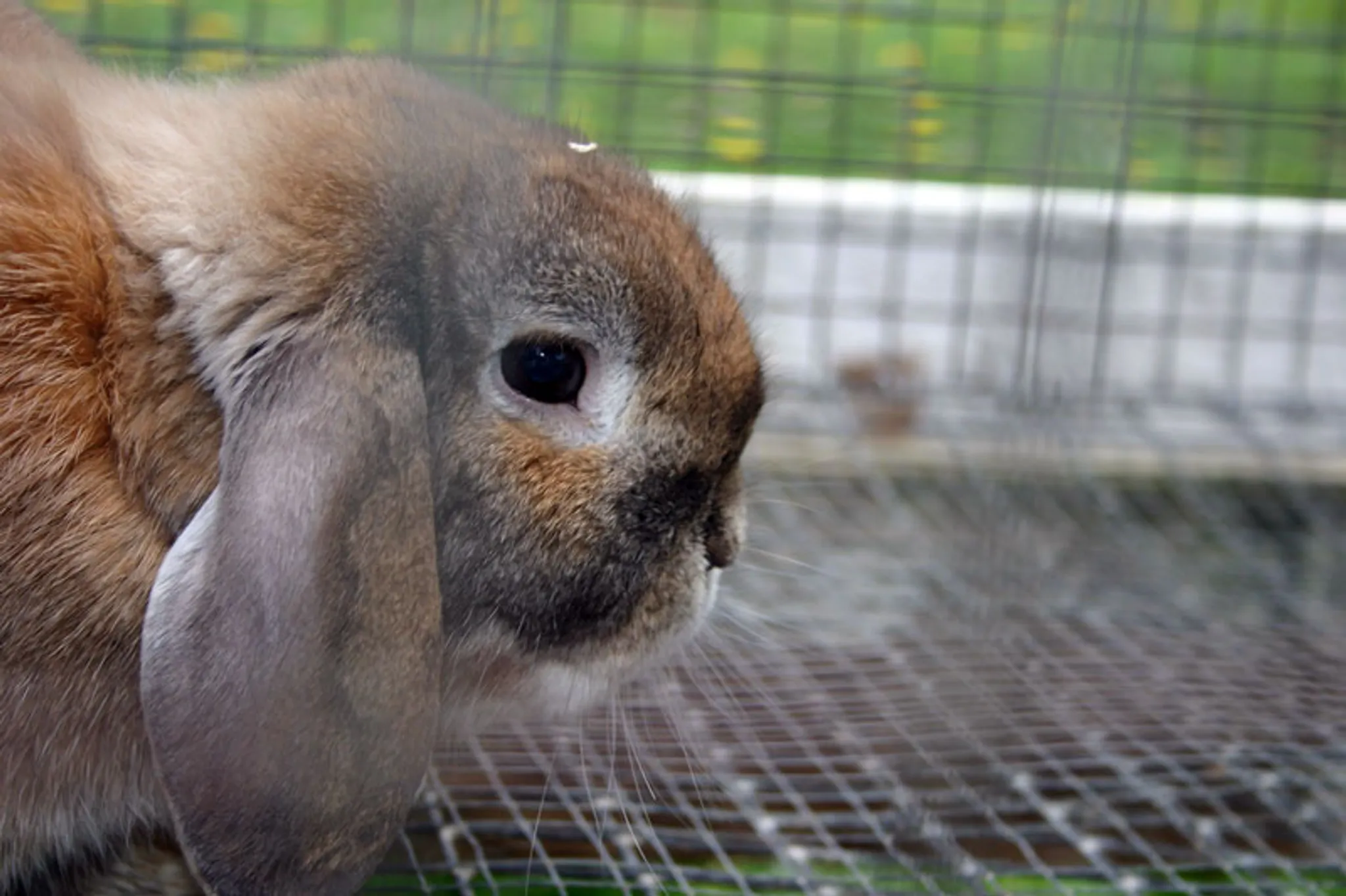 Hidden Hilltop Family Campground Events