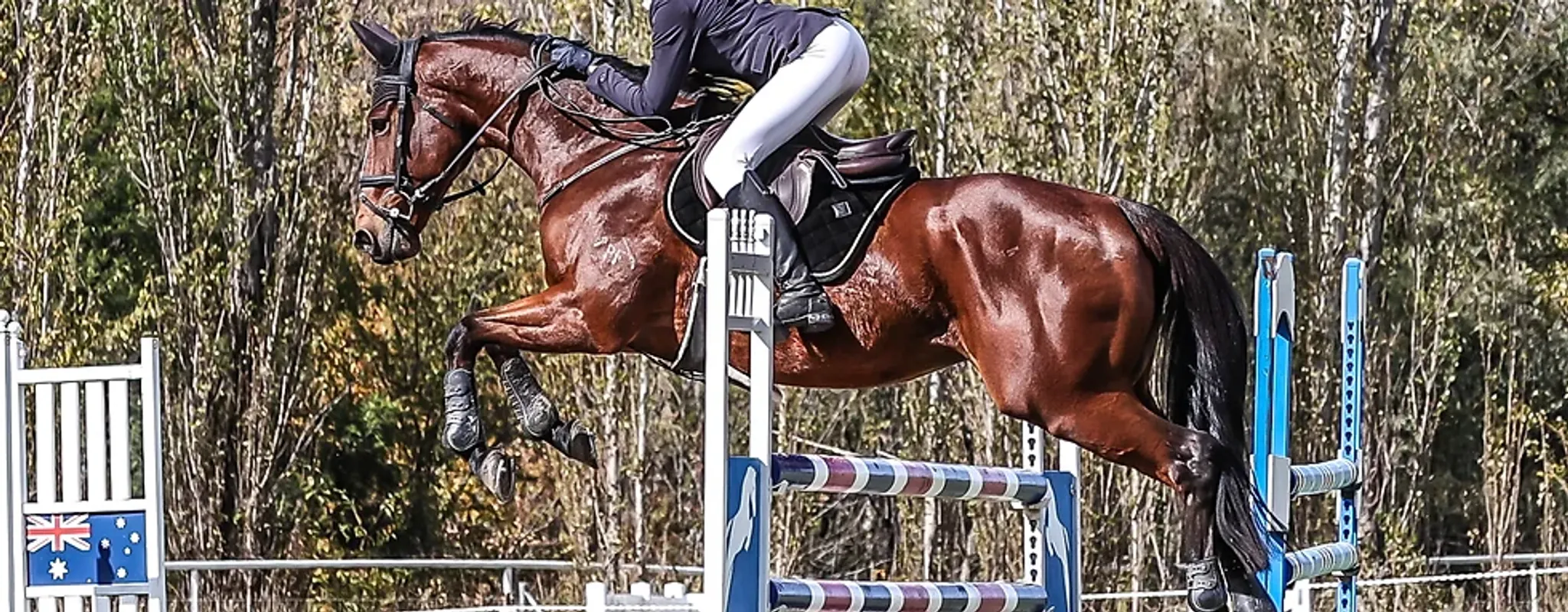 Horse Riding Camps and Clinics