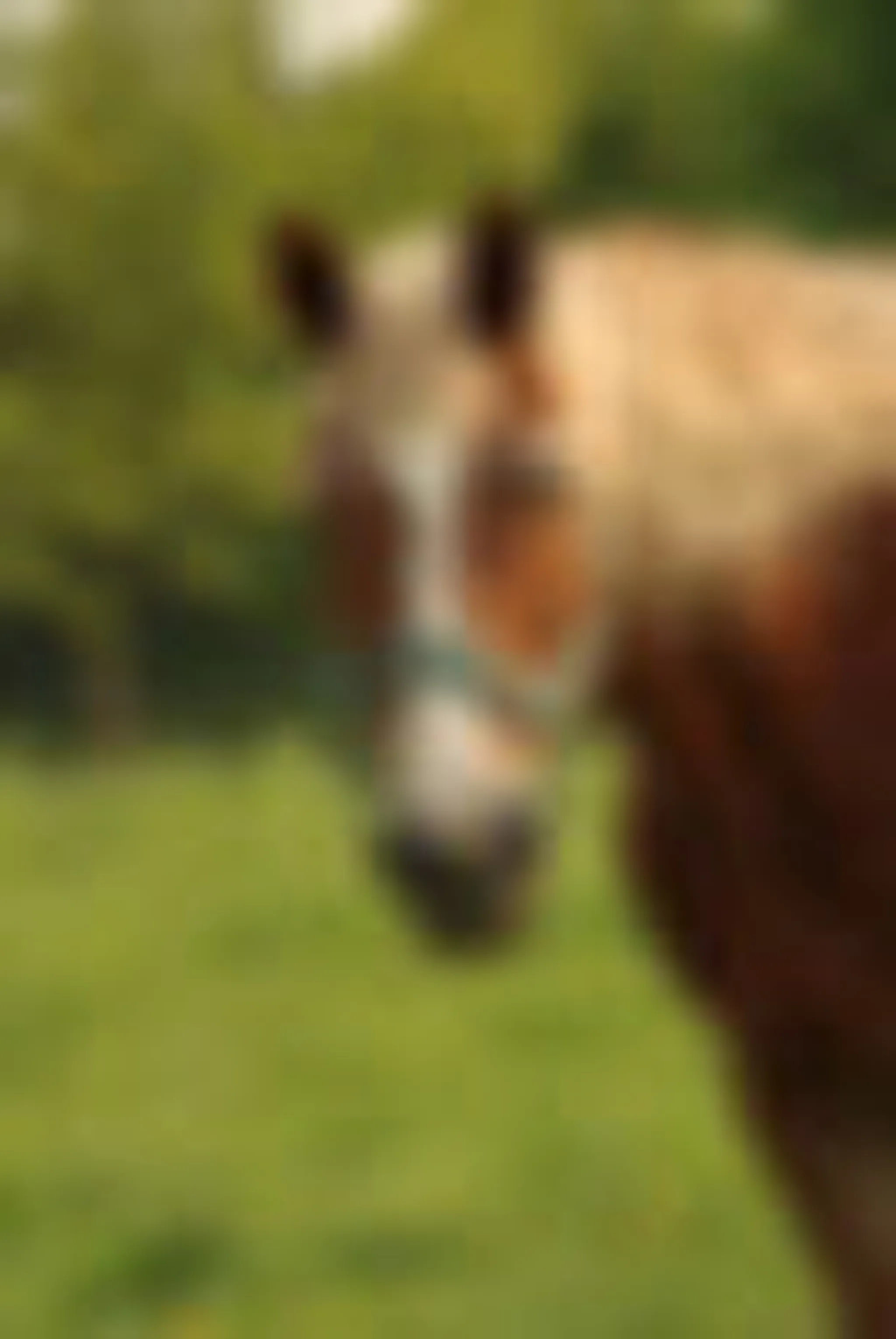 Golden Stirrup Equestrian