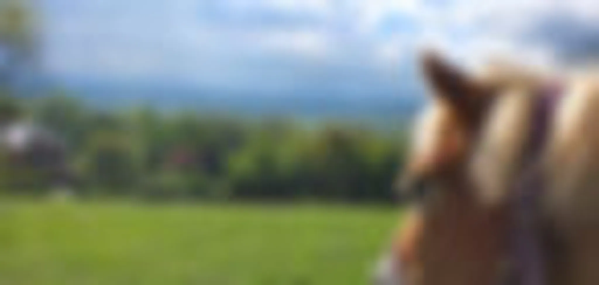 Penycoed Riding Stables
