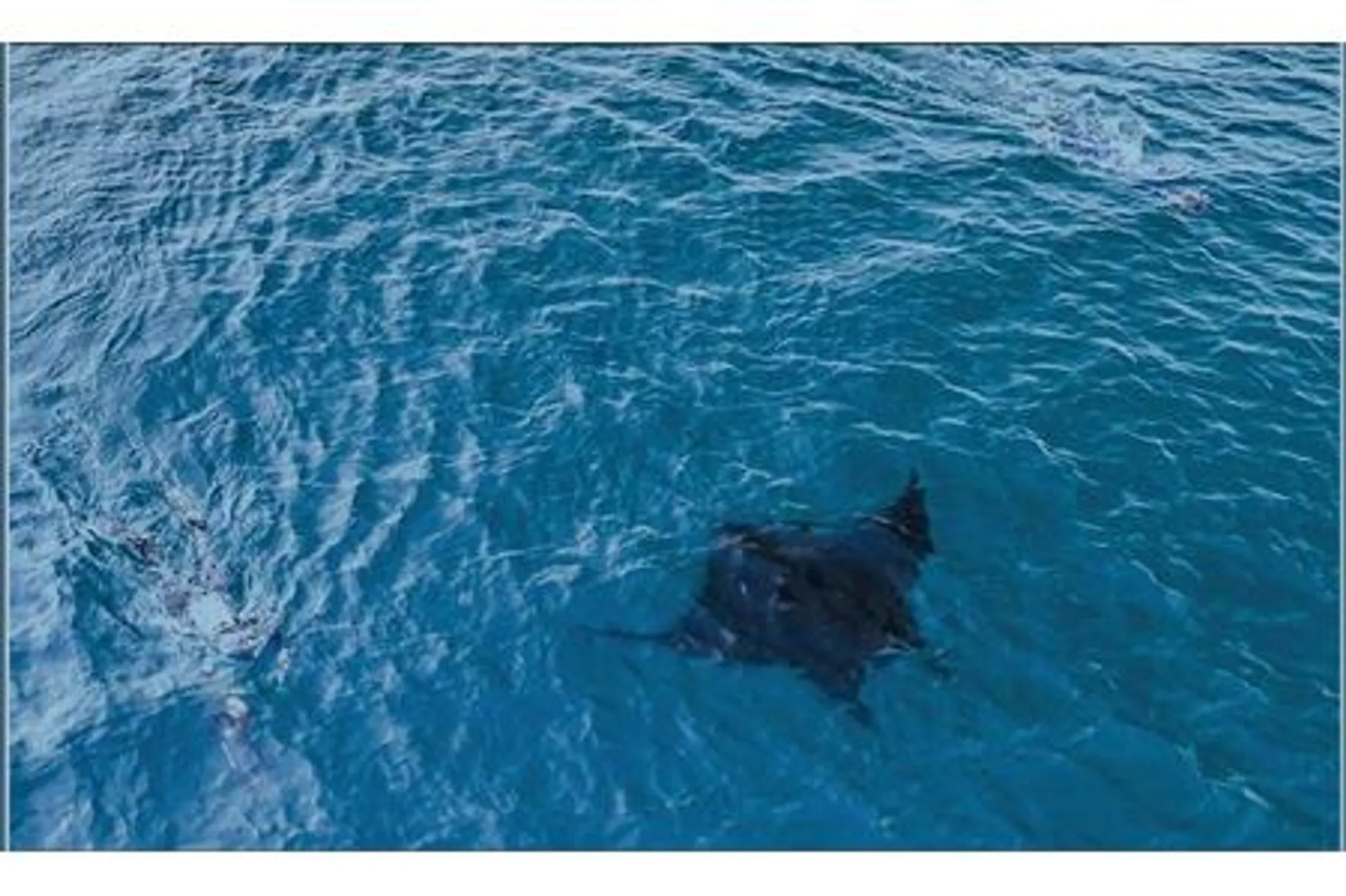 NZ Oceanic Manta Rays
