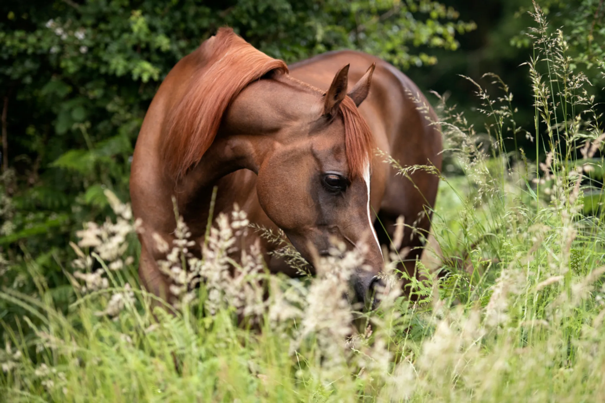 Larkspur Equestrian Licenced Riding School & Livery Yard