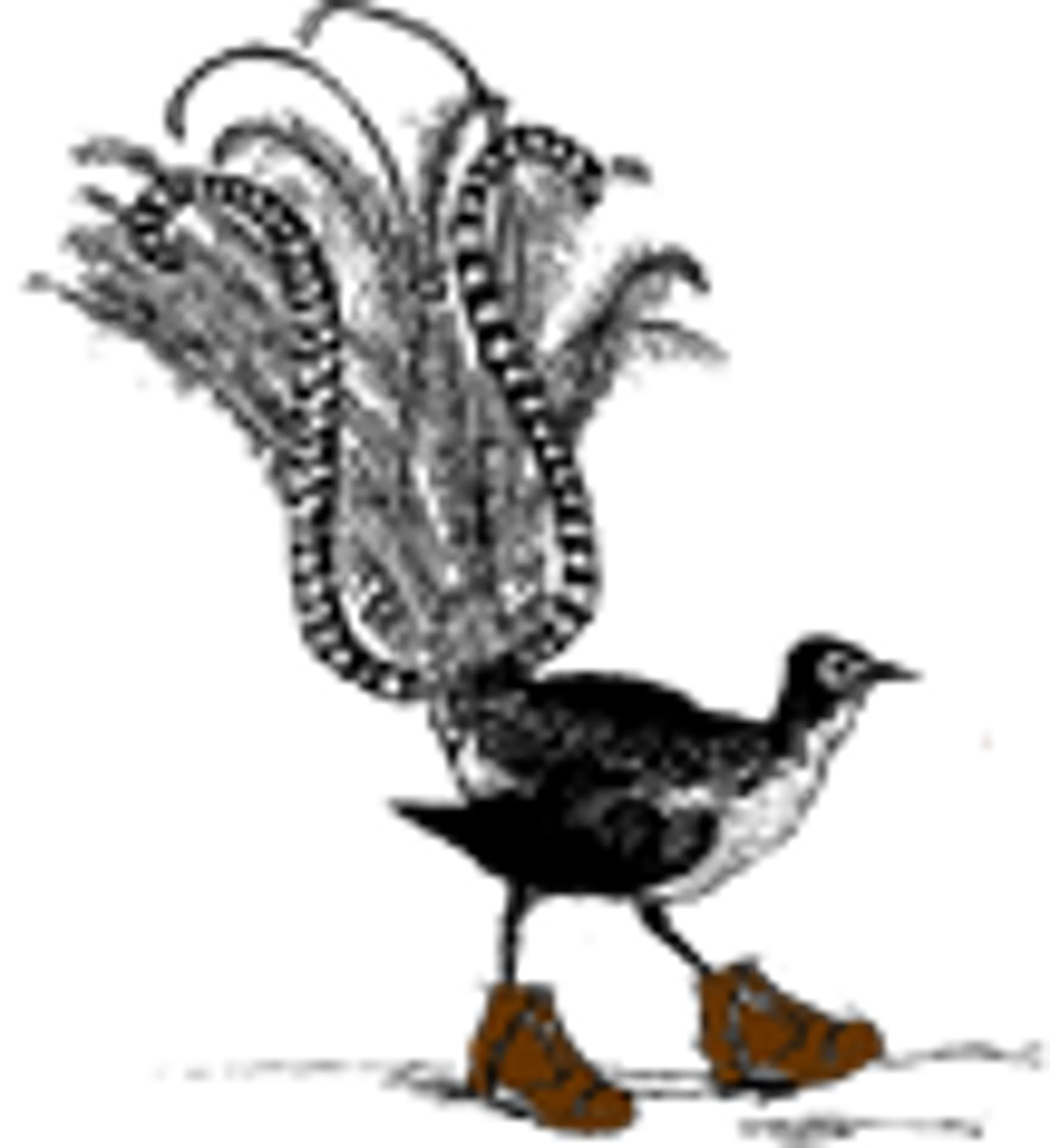 South Gippsland Walking and Adventure Club