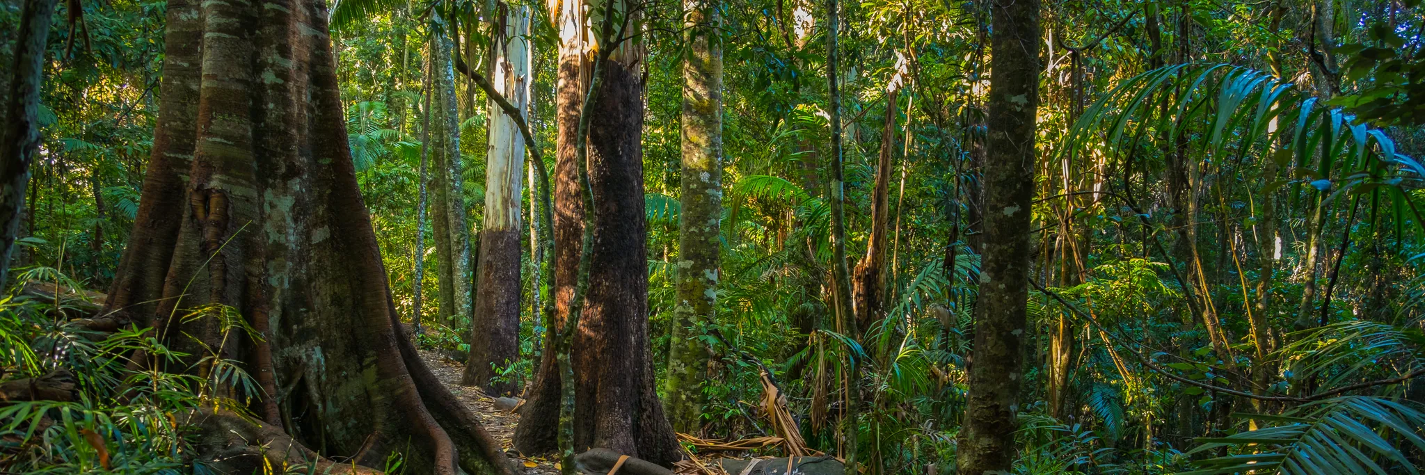 Prospective Member Qualifying Bush Walk - Lane Cove