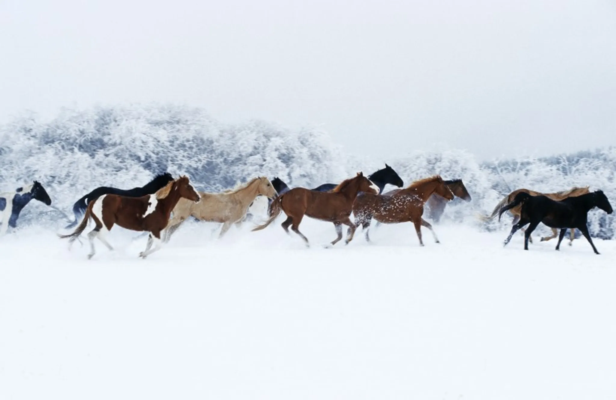 Horse Adventures - Horseback Riding at Historic Reesor Ranch