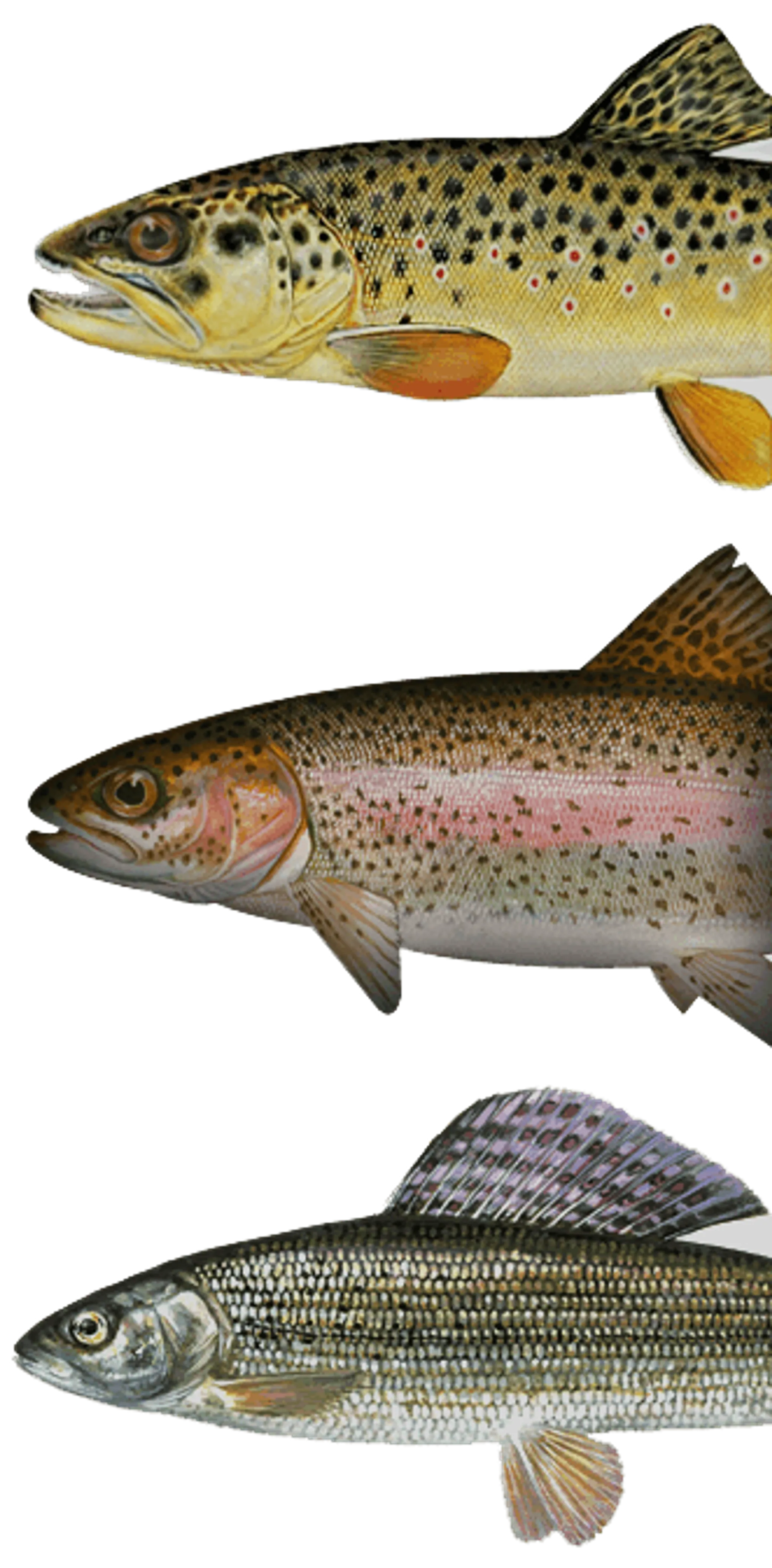 Trout and Grayling Fishing in Scotland