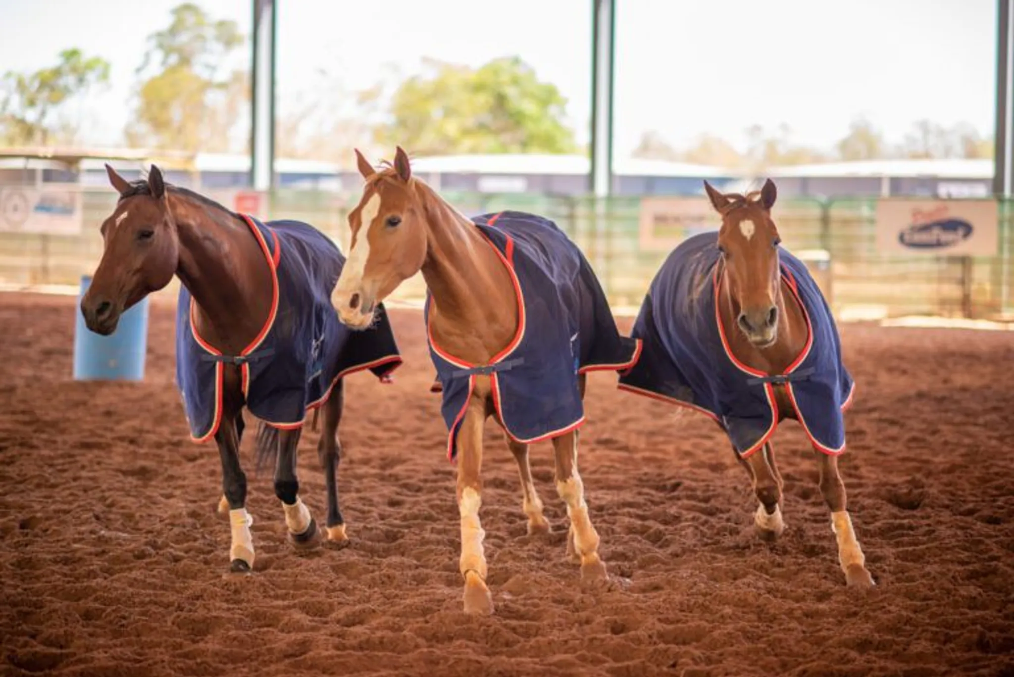 Horse Riding Lessons and Experiences
