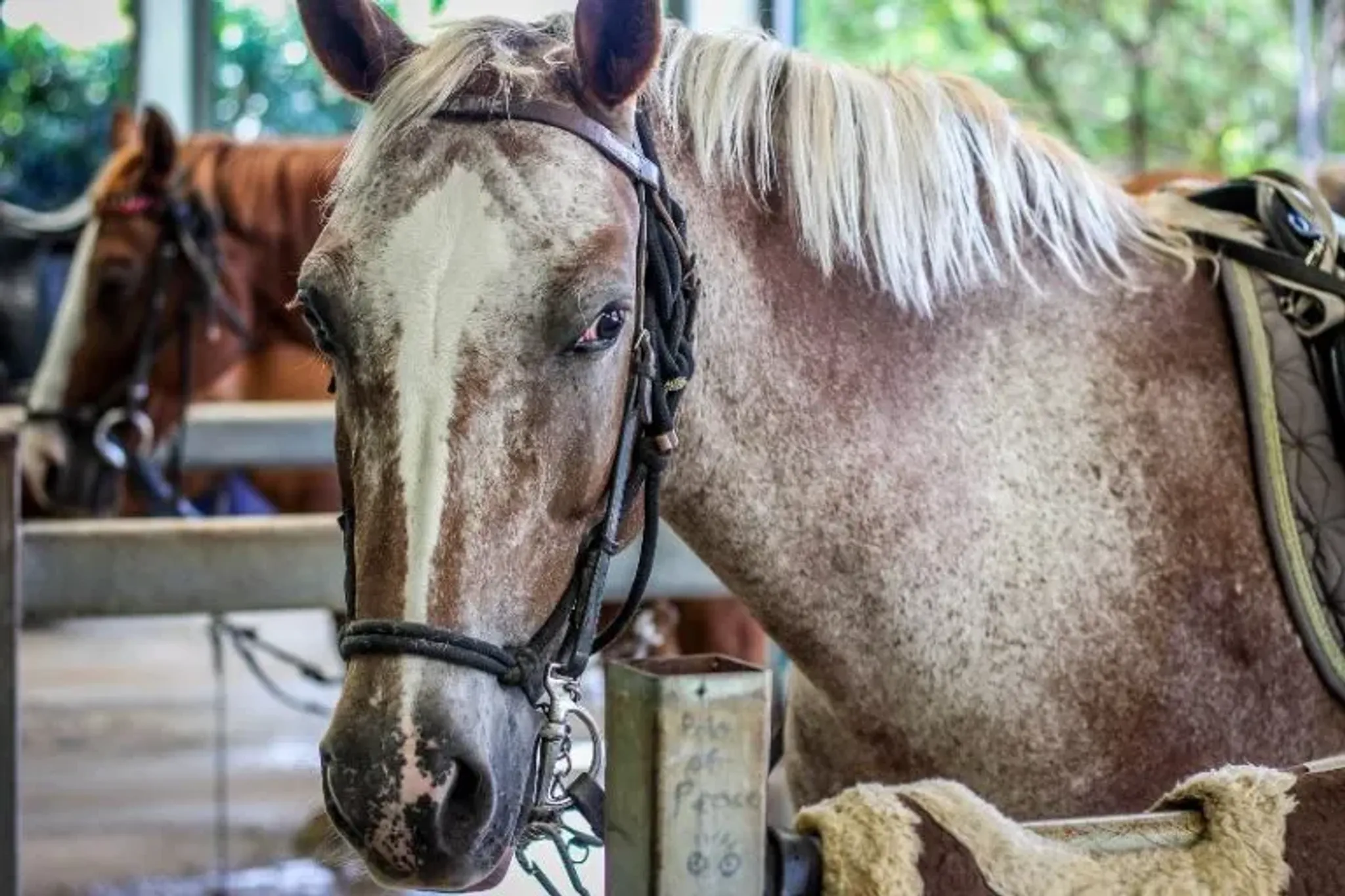 Horse Riding Gift Vouchers