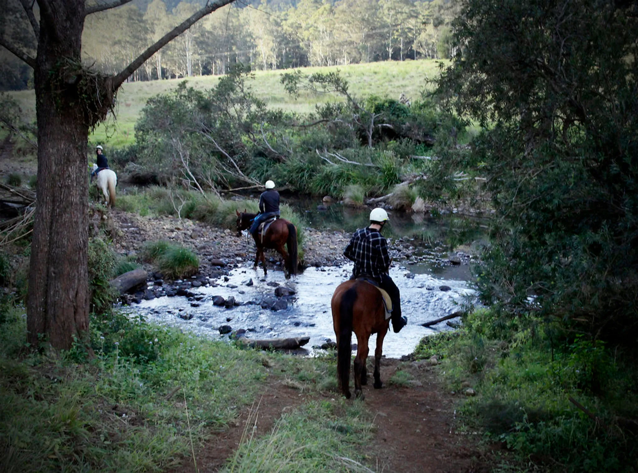 Numinbah Valley Bush Camping
