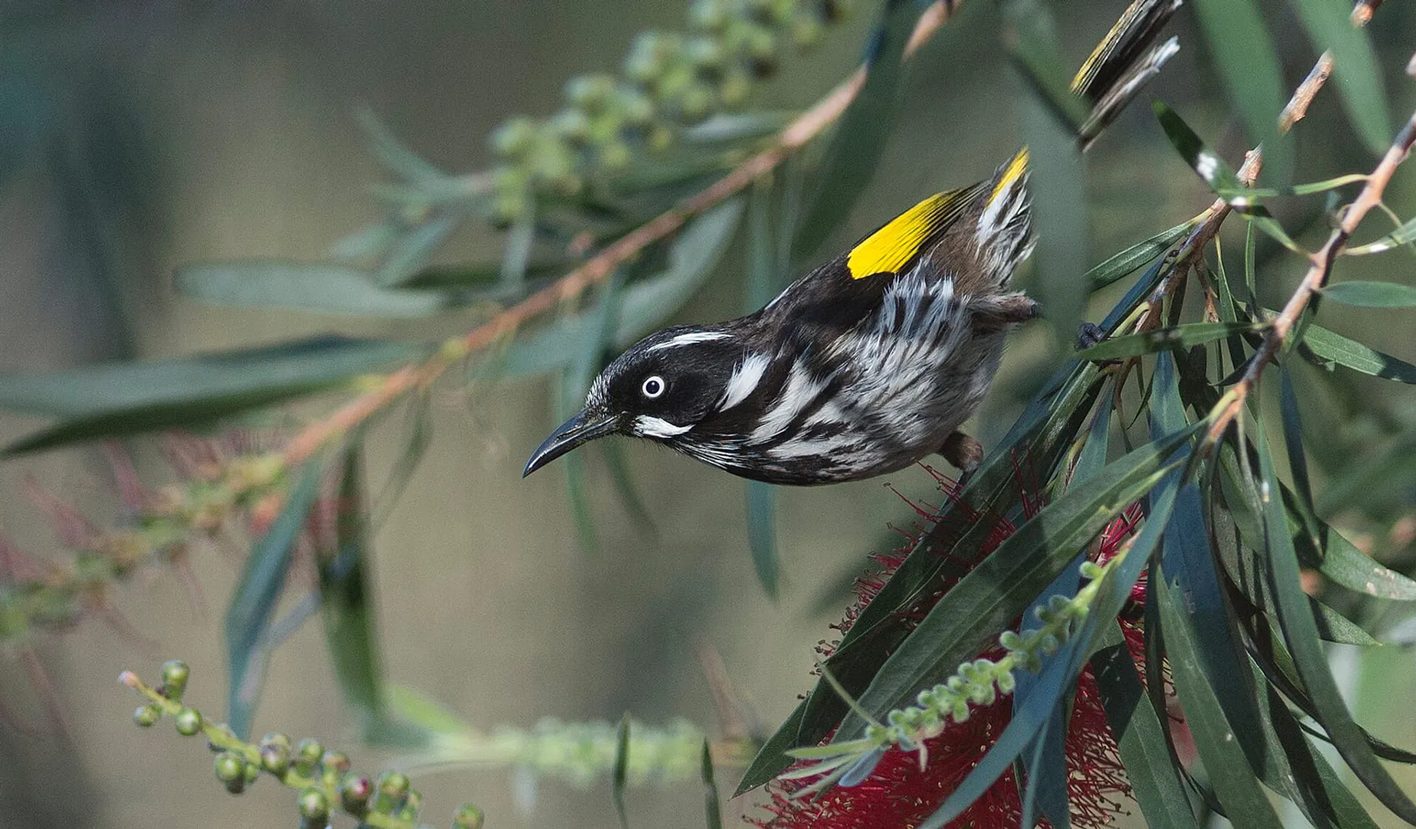 Staughton Vale Climbing Face Area