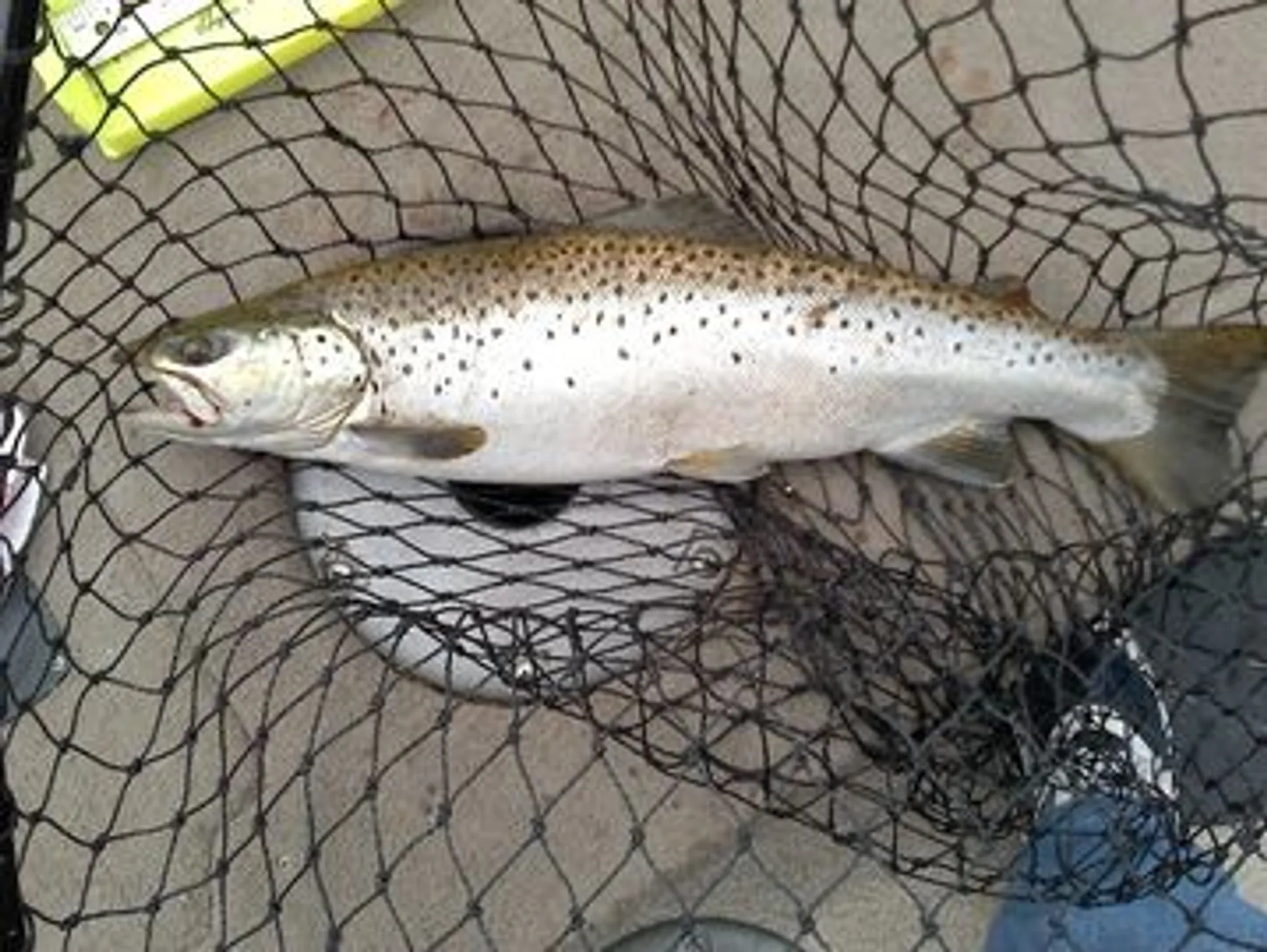 Great Ontario Salmon Derby