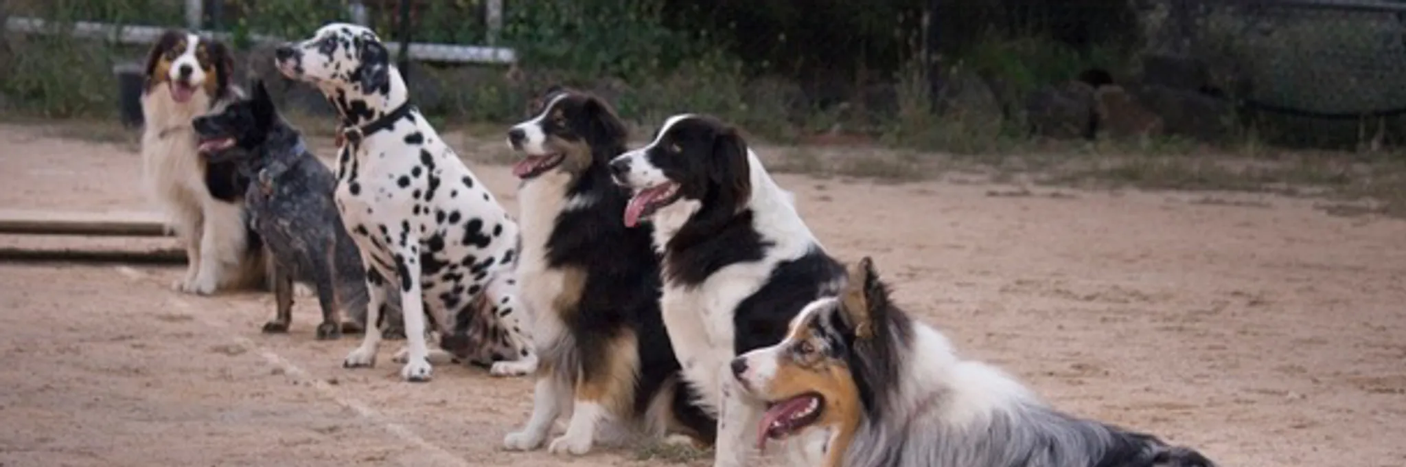 Alfoxton Dog Training & Boarding Kennels