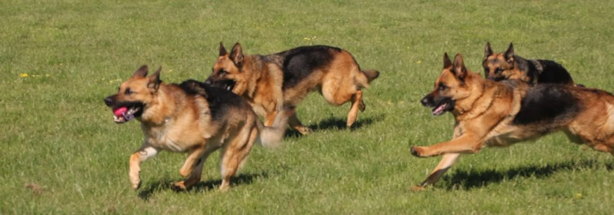 Eastern Branch My Shepherd, My Friend, My Responsibility