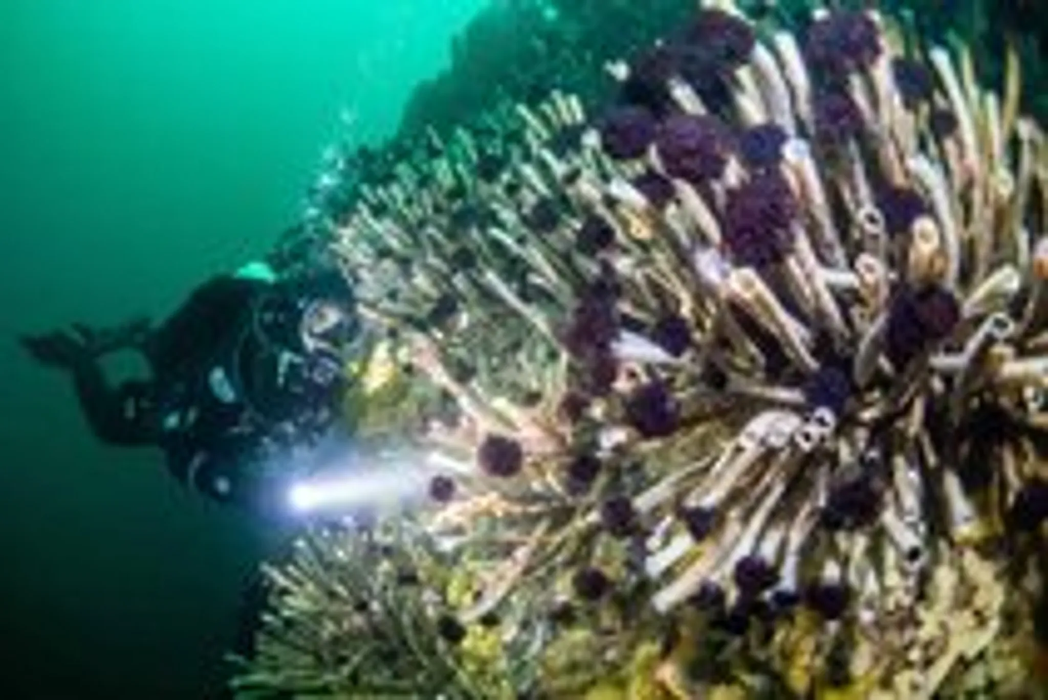 Campbell River Grizzly Bear Tour